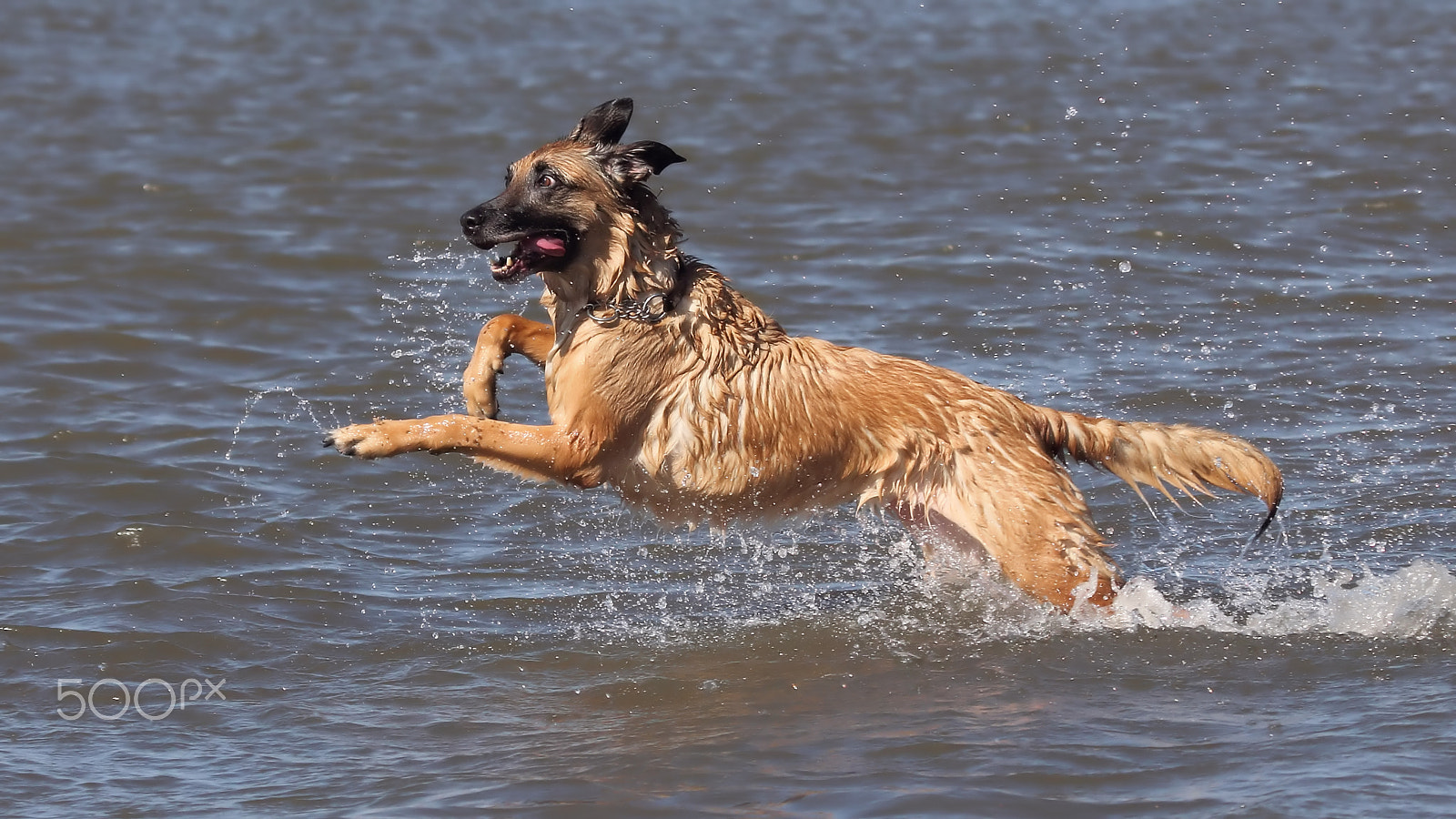 Canon EF 100-400mm F4.5-5.6L IS USM sample photo. Happy dog photography