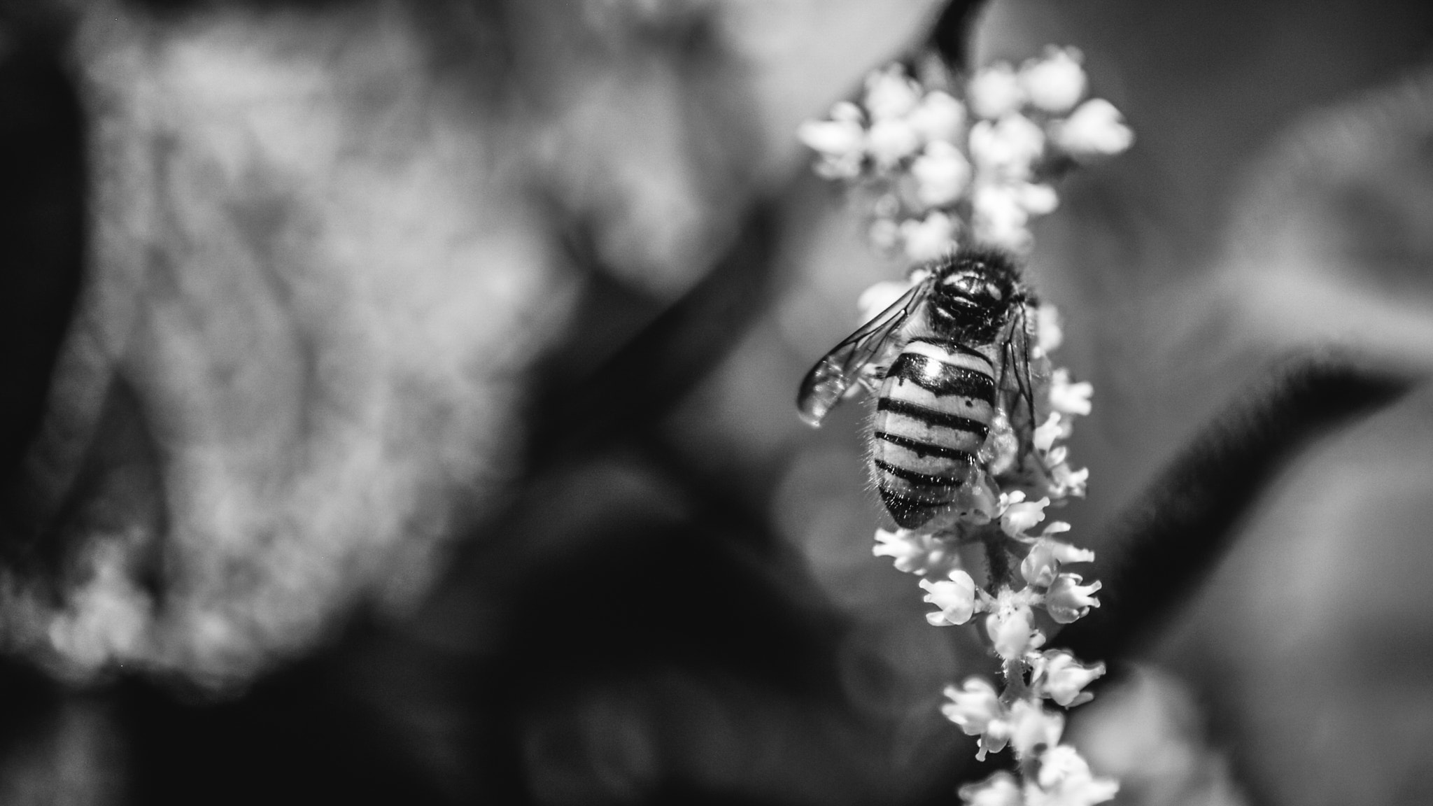Nikon D40X + Sigma 50-150mm F2.8 EX APO DC HSM II + 1.4x sample photo. Busy bee photography