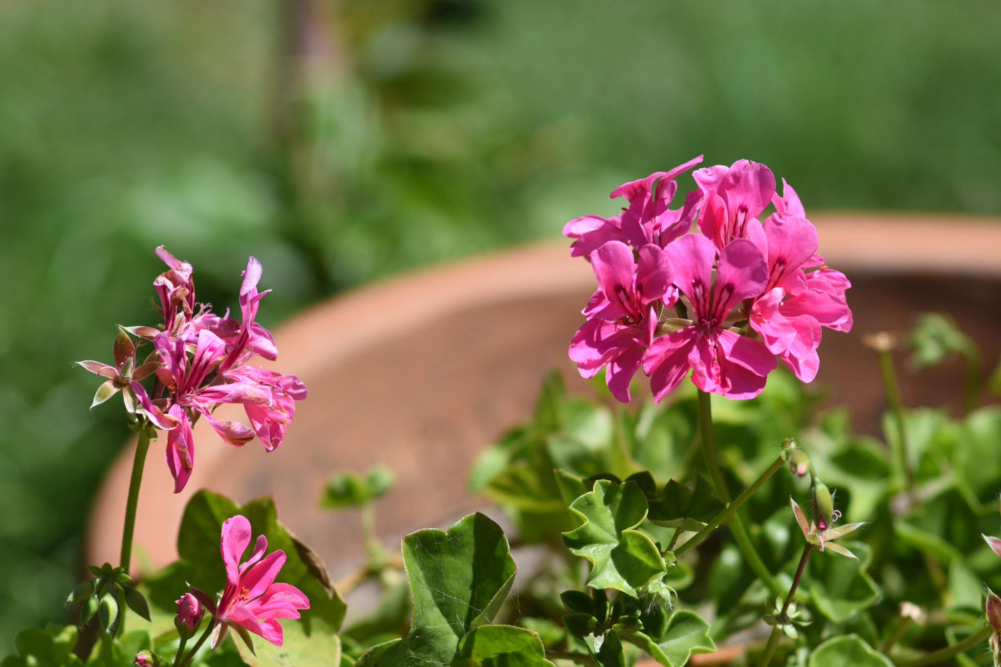 Manual Lens No CPU sample photo. 135mm 2.8 photography