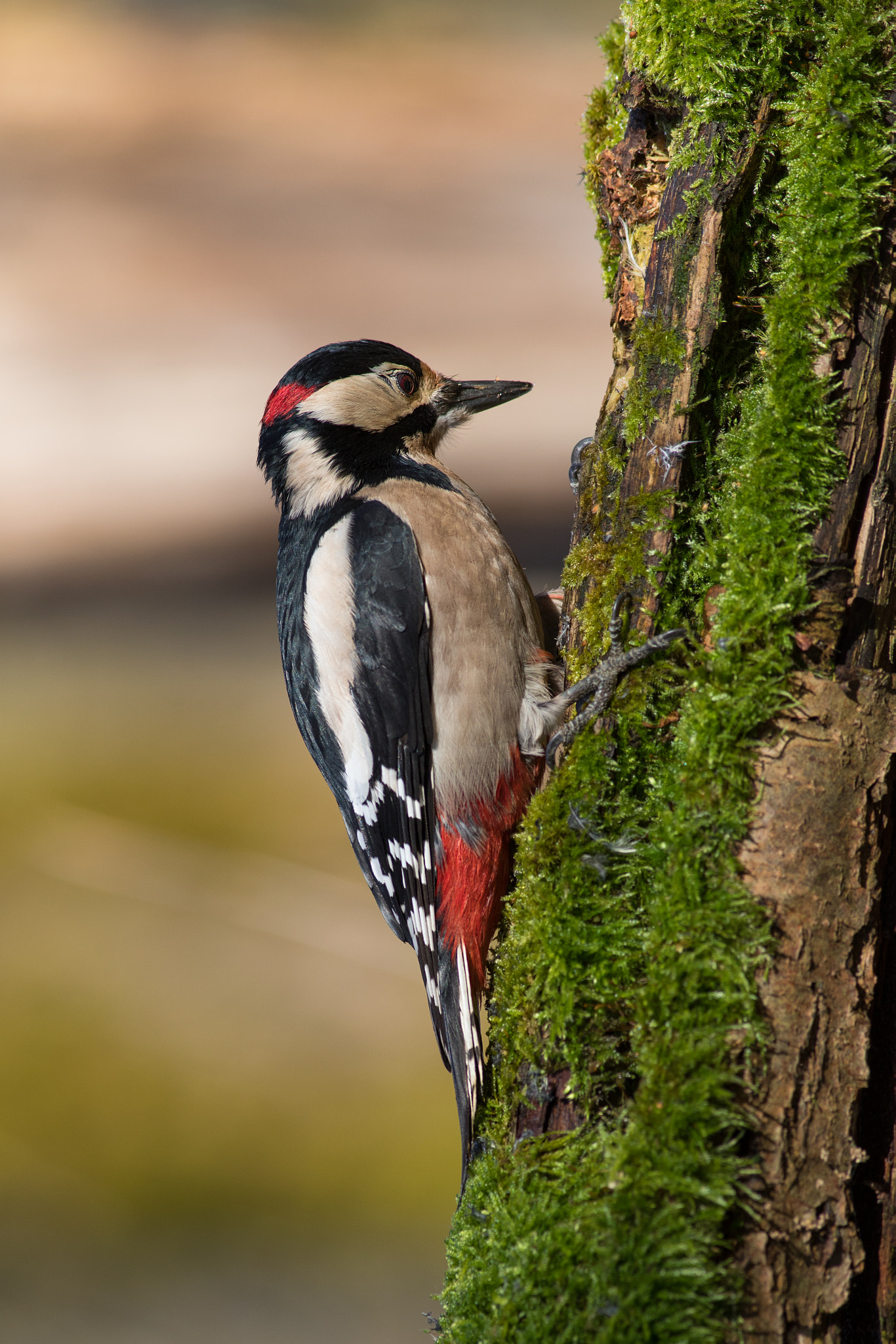 Canon EF 400mm F5.6L USM sample photo. Strakapoud velký (dendrocopos major) photography