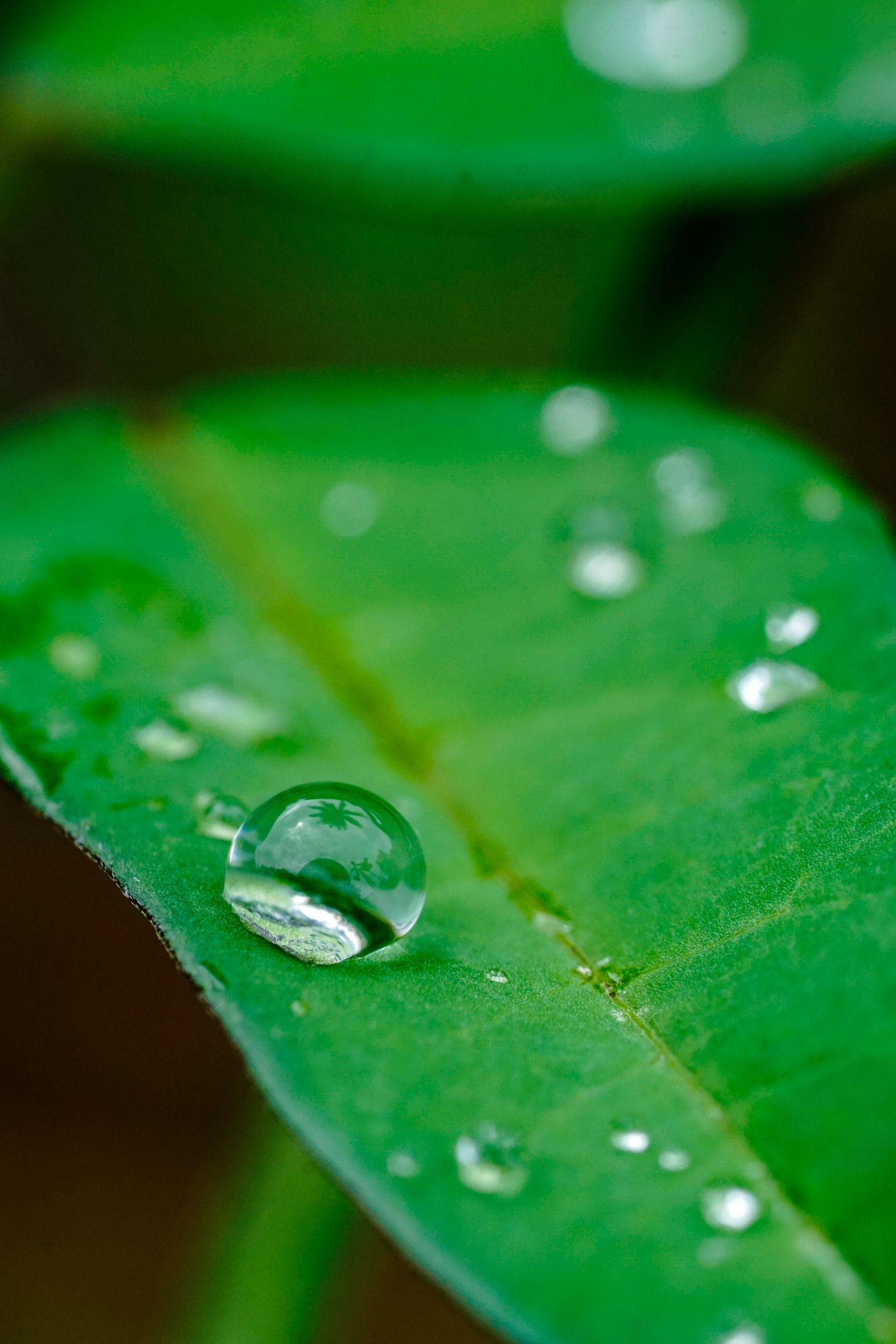 Sony a6000 + Sony FE 90mm F2.8 Macro G OSS sample photo. Reflection of the tropics photography