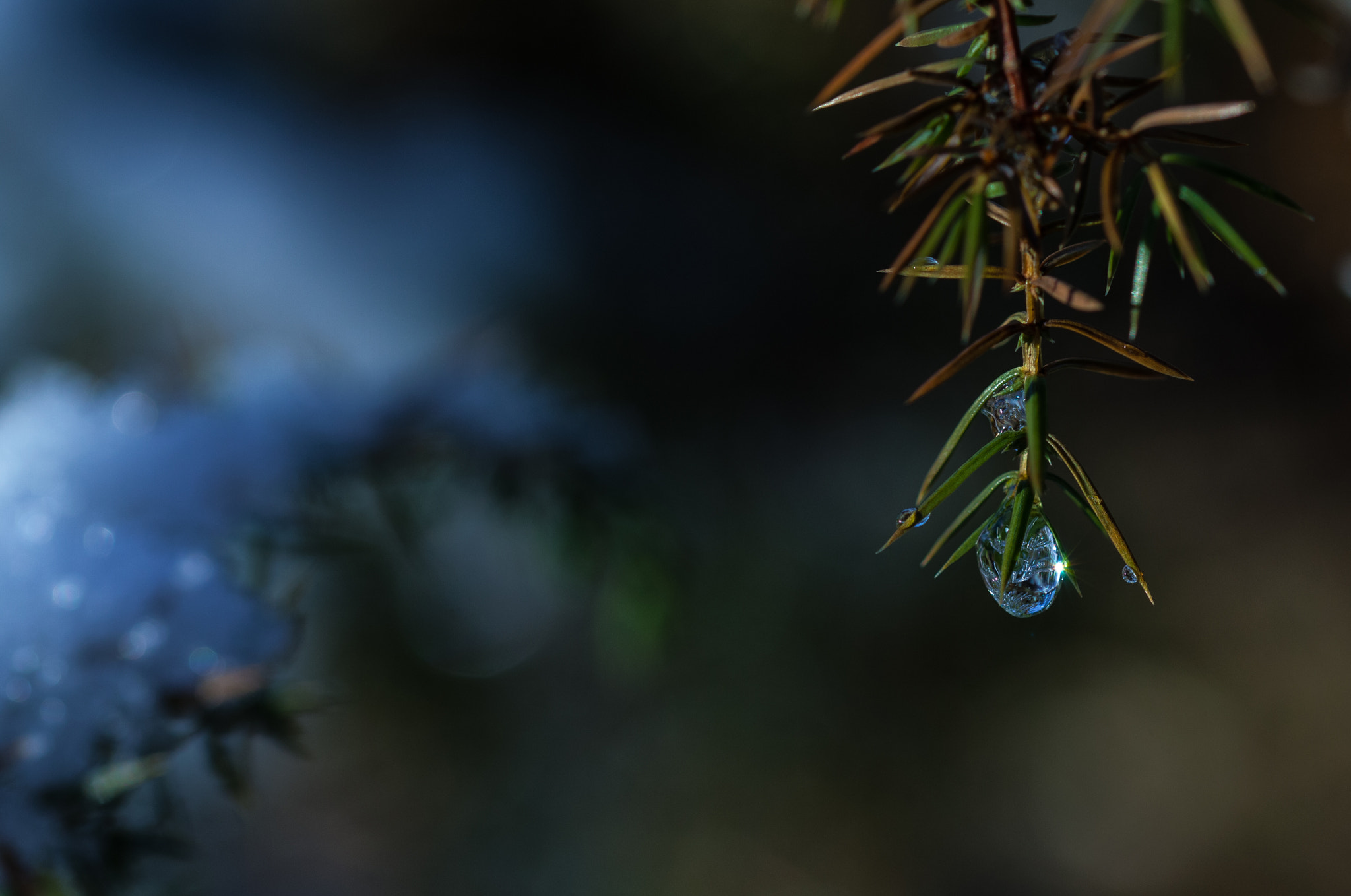 Sigma 105mm F2.8 EX DG OS HSM sample photo. Juniper with drop of ice photography