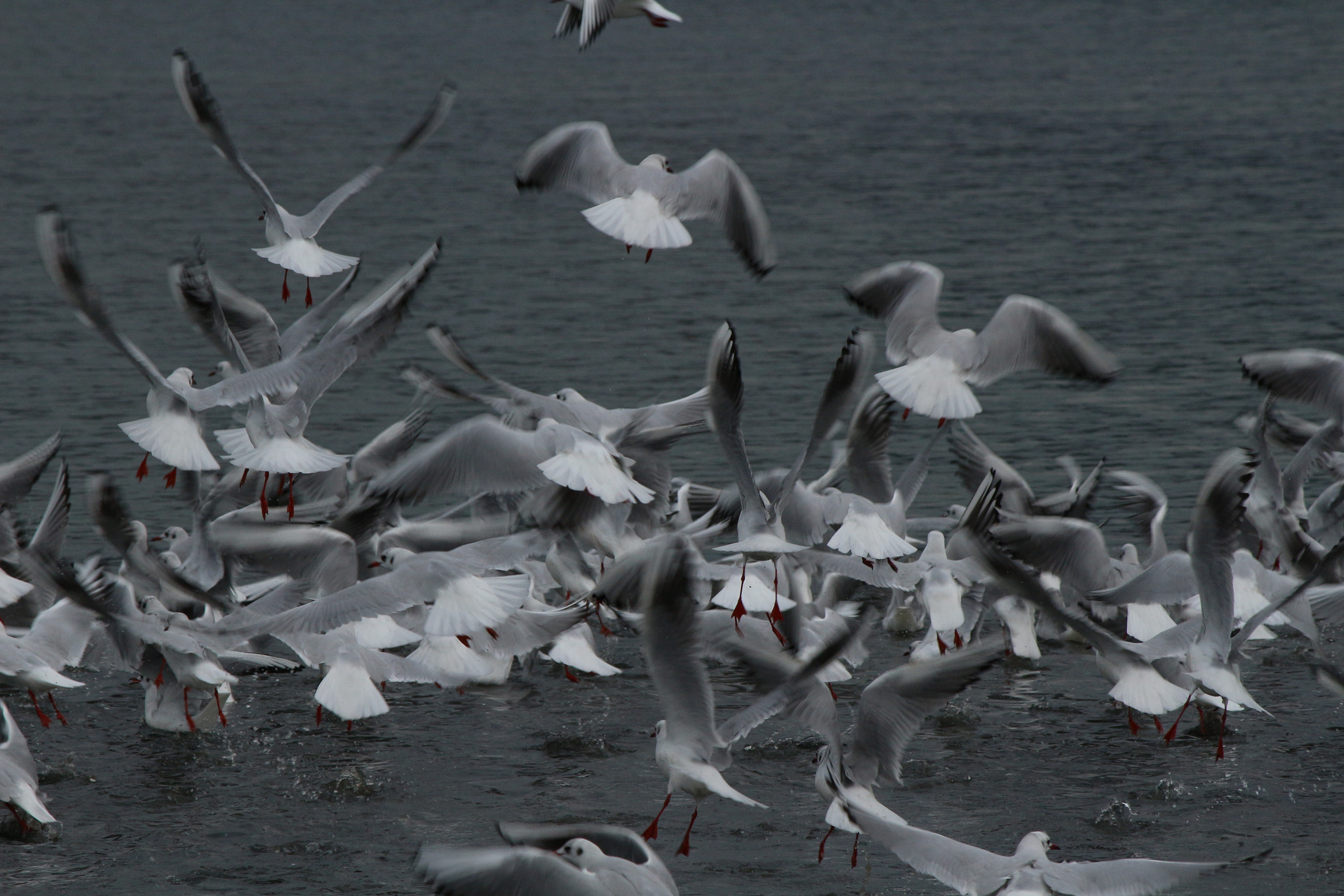 Canon EF-S 55-250mm F4-5.6 IS sample photo. Caos photography