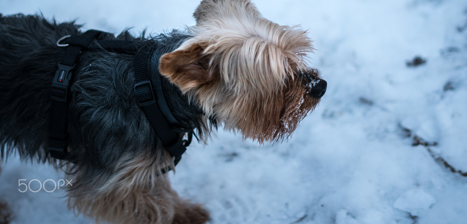 Sony a7R II + Sony FE 50mm F1.8 sample photo. Browny photography