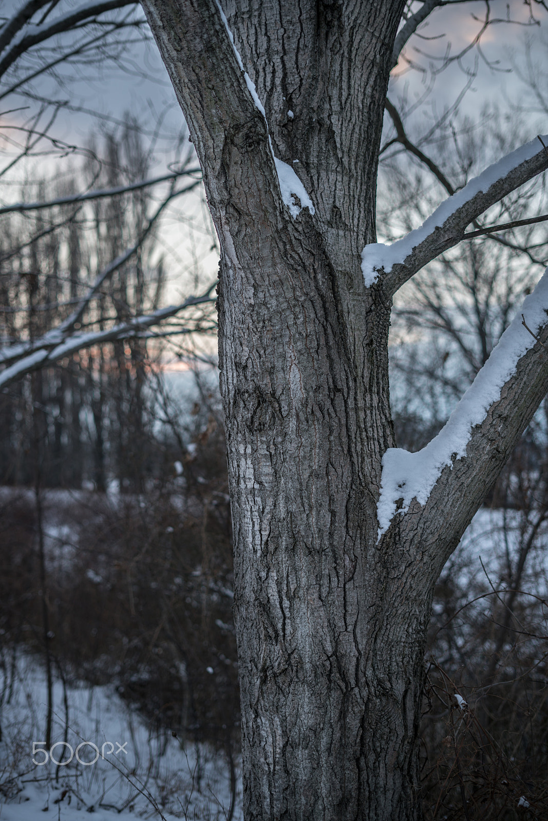 Sony a7R II + Sony FE 50mm F1.8 sample photo. The tree photography
