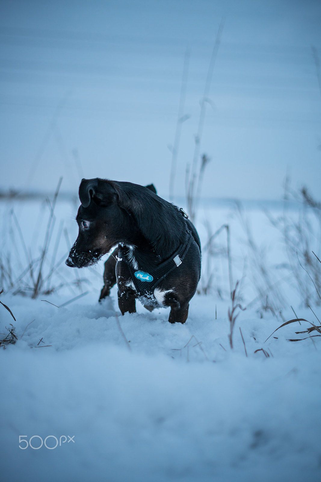 Sony a7R II + Sony FE 50mm F1.8 sample photo. There's a mouse! photography