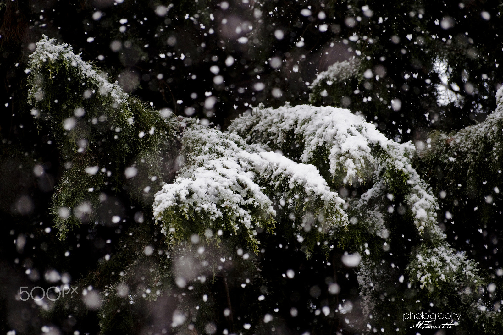Sony 75-300mm F4.5-5.6 sample photo. Snow... photography