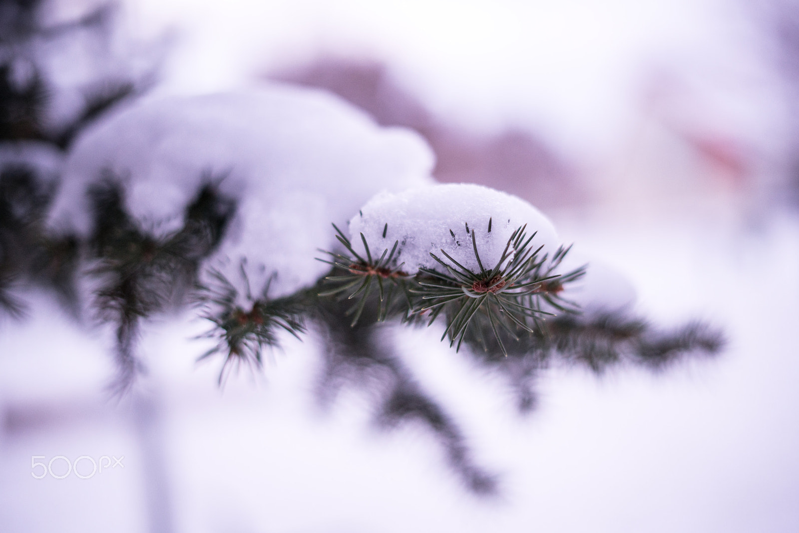 Sony a7R II + Sony FE 50mm F1.8 sample photo. Violett snow. photography