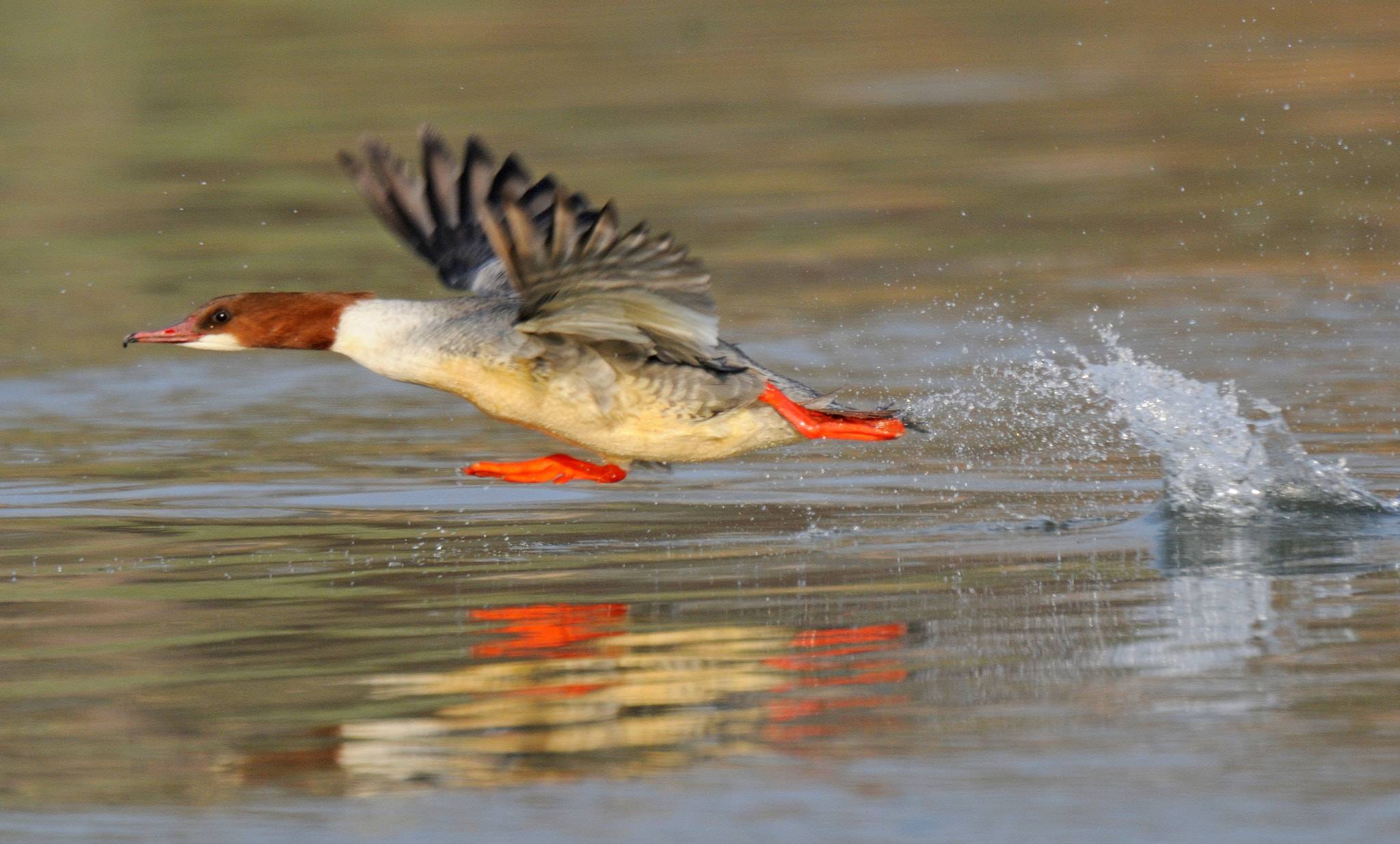 AF-S Nikkor 600mm f/4D IF-ED + TC-14E sample photo. Common merganser photography