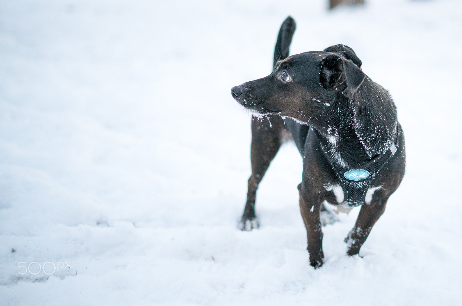 Sony a7R II + Sony FE 50mm F1.8 sample photo. Whaaaat? photography