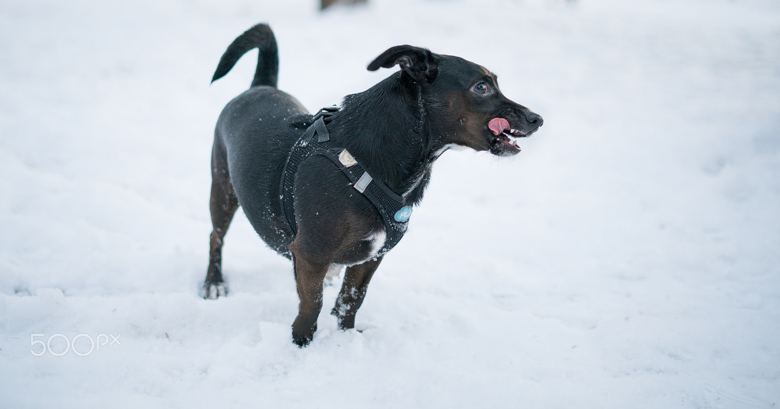 Sony a7R II + Sony FE 50mm F1.8 sample photo. Snow tastes good! photography