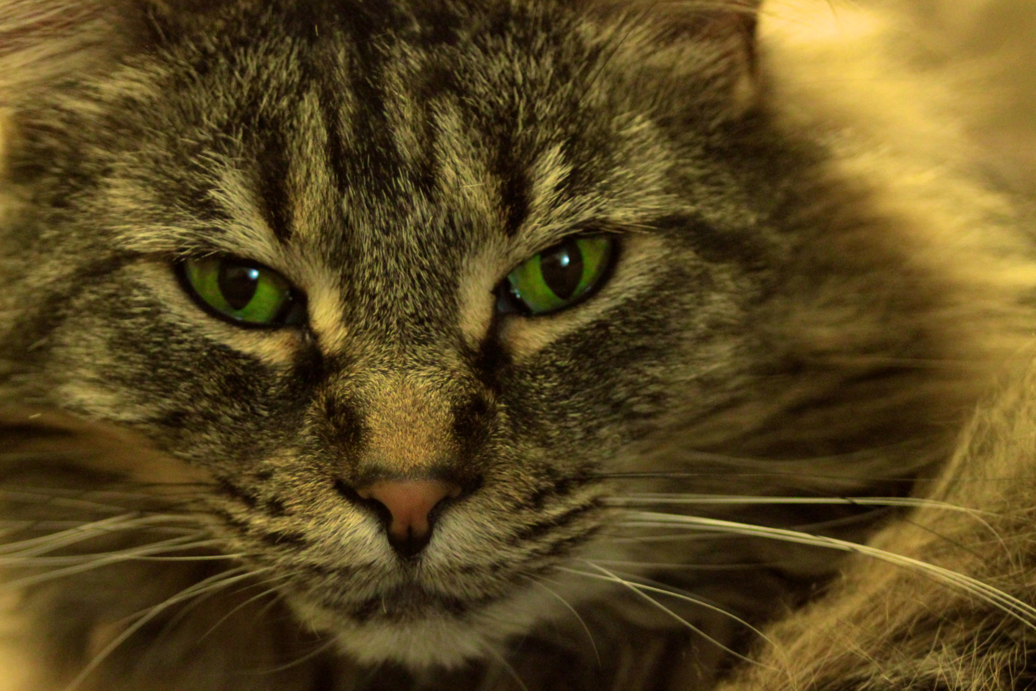 Canon EF 35-80mm f/4-5.6 sample photo. Aoifa photography