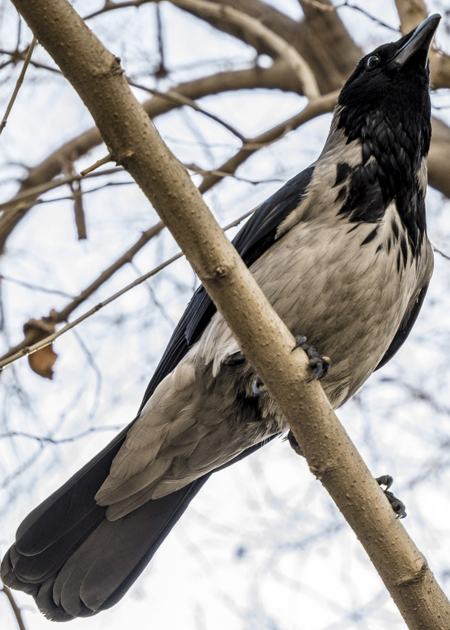 Panasonic Lumix DMC-G85 (Lumix DMC-G80) sample photo. A crow's resting  photography