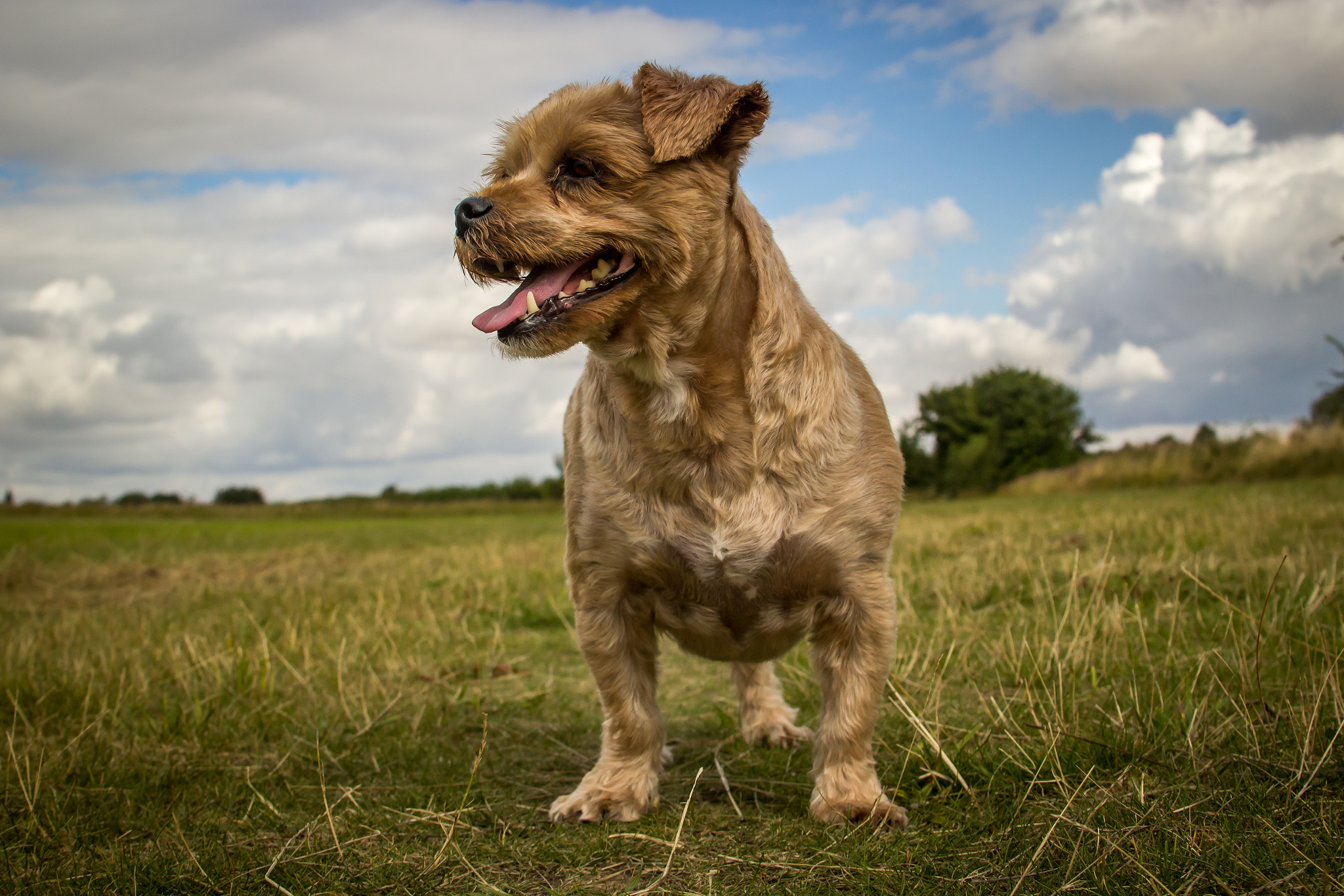Canon EF 28-135mm F3.5-5.6 IS USM sample photo. Teddy the dog photography