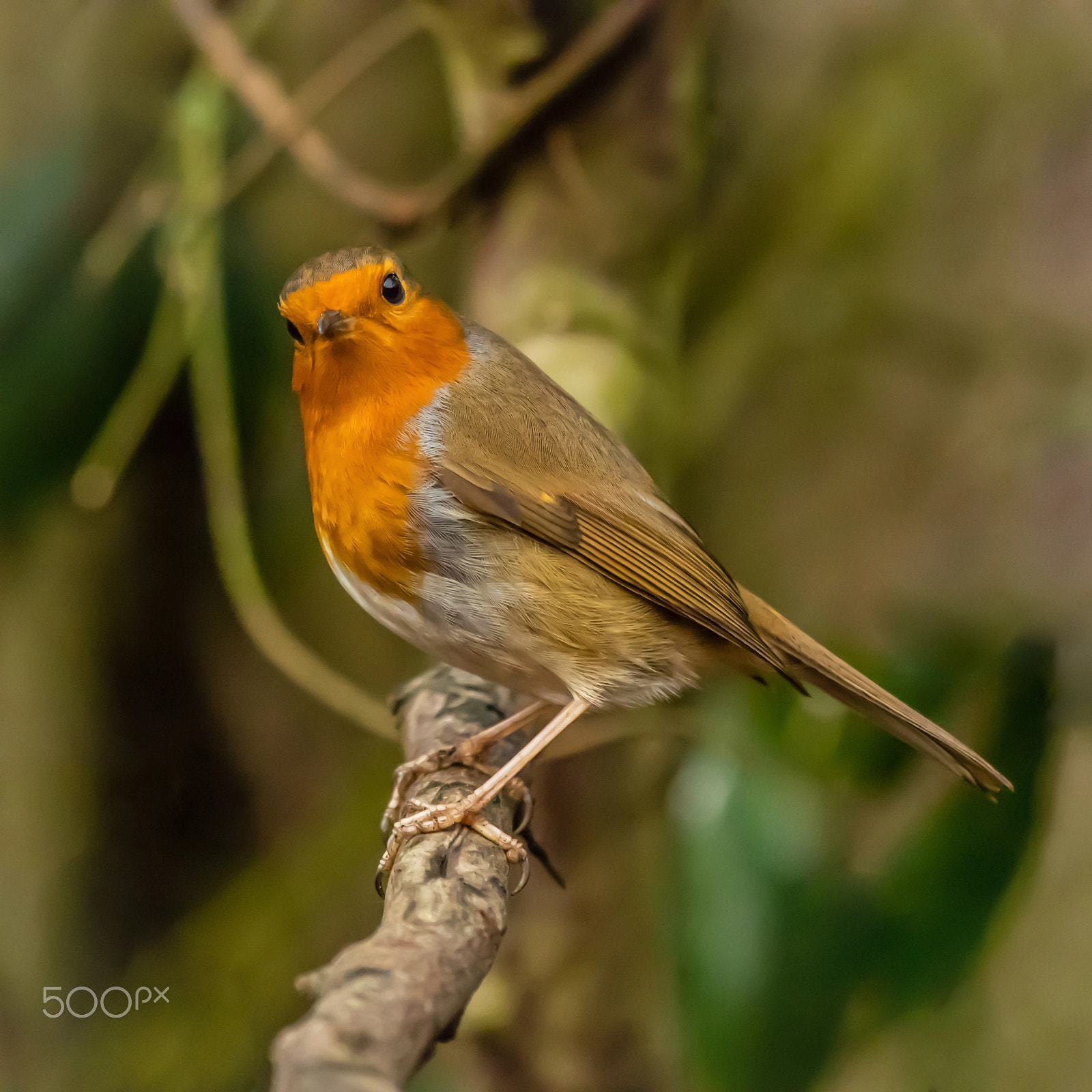 Olympus OM-D E-M5 II sample photo. Robin red breast photography
