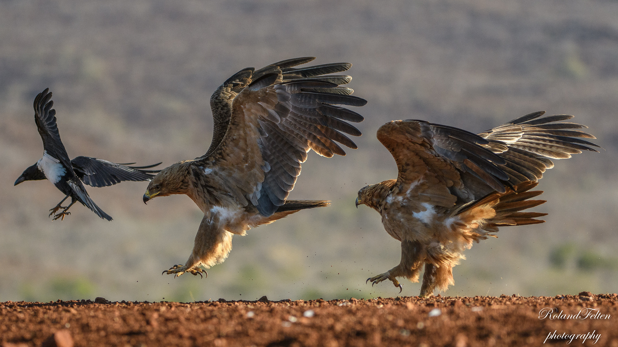 Nikon AF-S Nikkor 200-400mm F4G ED-IF VR sample photo. One arriving, two leaving photography