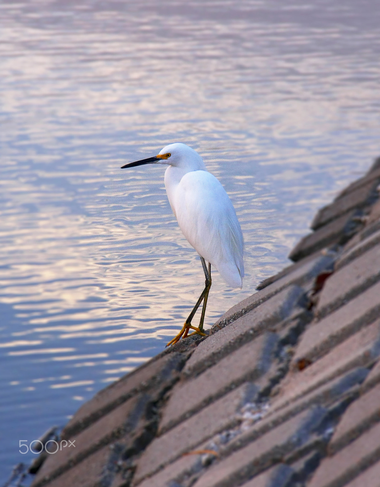 Canon EOS 40D sample photo. Egret bird photography