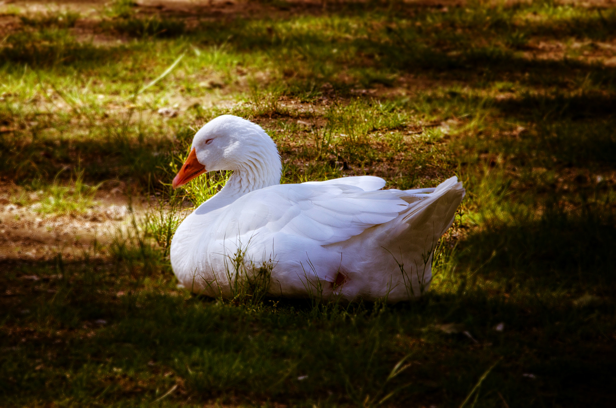 Nikon AF-Nikkor 80-200mm F2.8D ED sample photo. Mergozzo photography