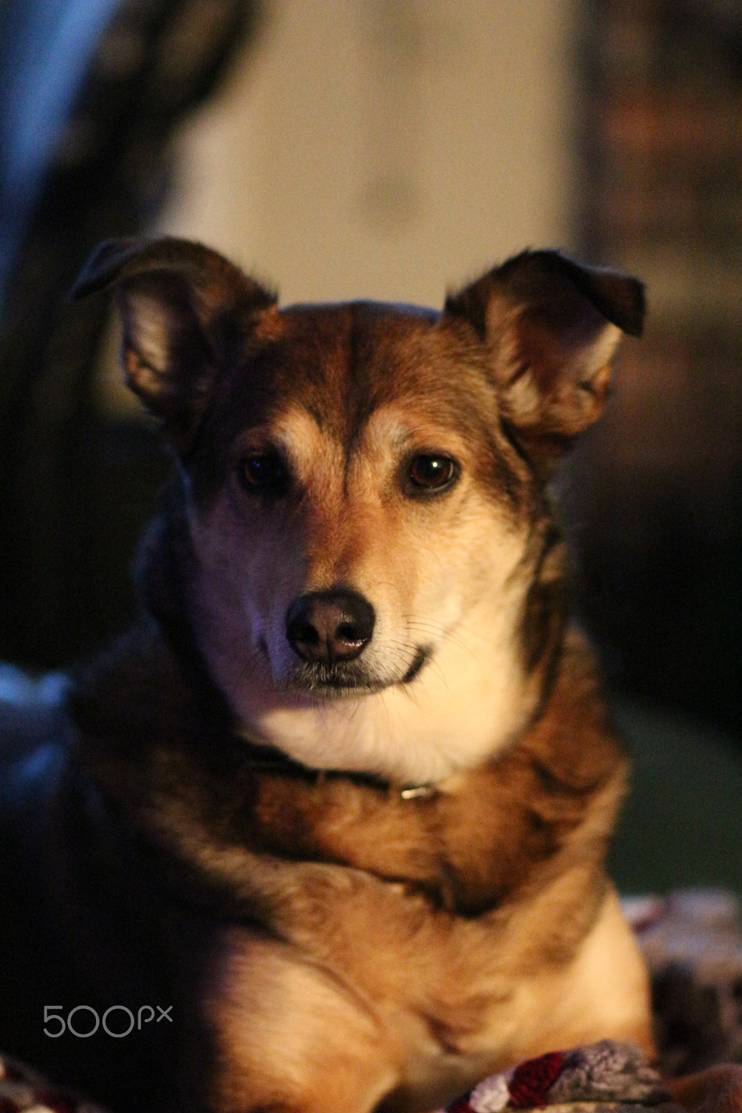 Canon EF 85mm F1.8 USM sample photo. Luna between the light & the dark photography