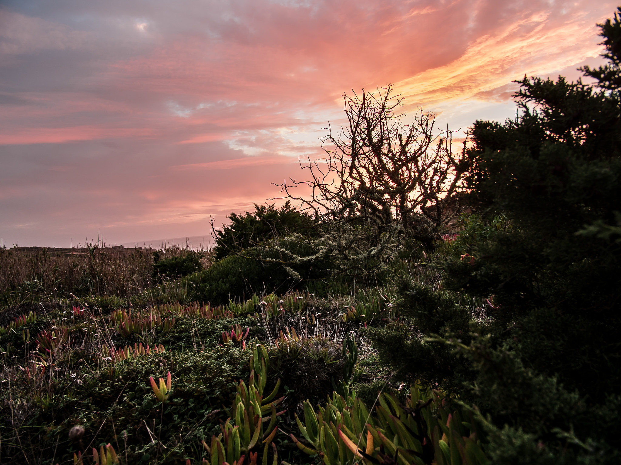 Panasonic Lumix DMC-GH4 + .7x Metabones 18-35/1.8 sample photo. Plants going to sleep photography