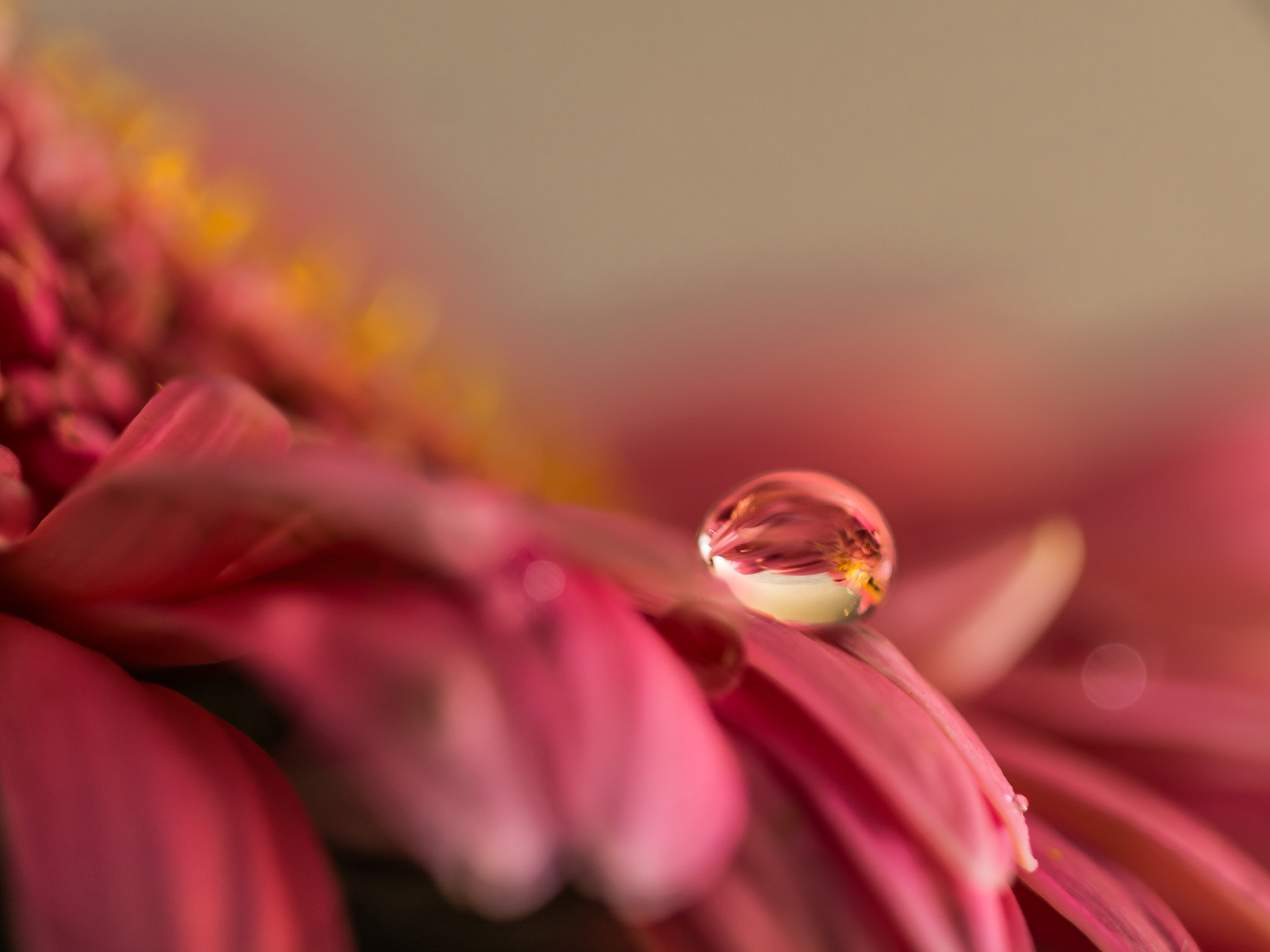 Sigma 150mm F2.8 EX DG Macro HSM sample photo. Drops of love photography