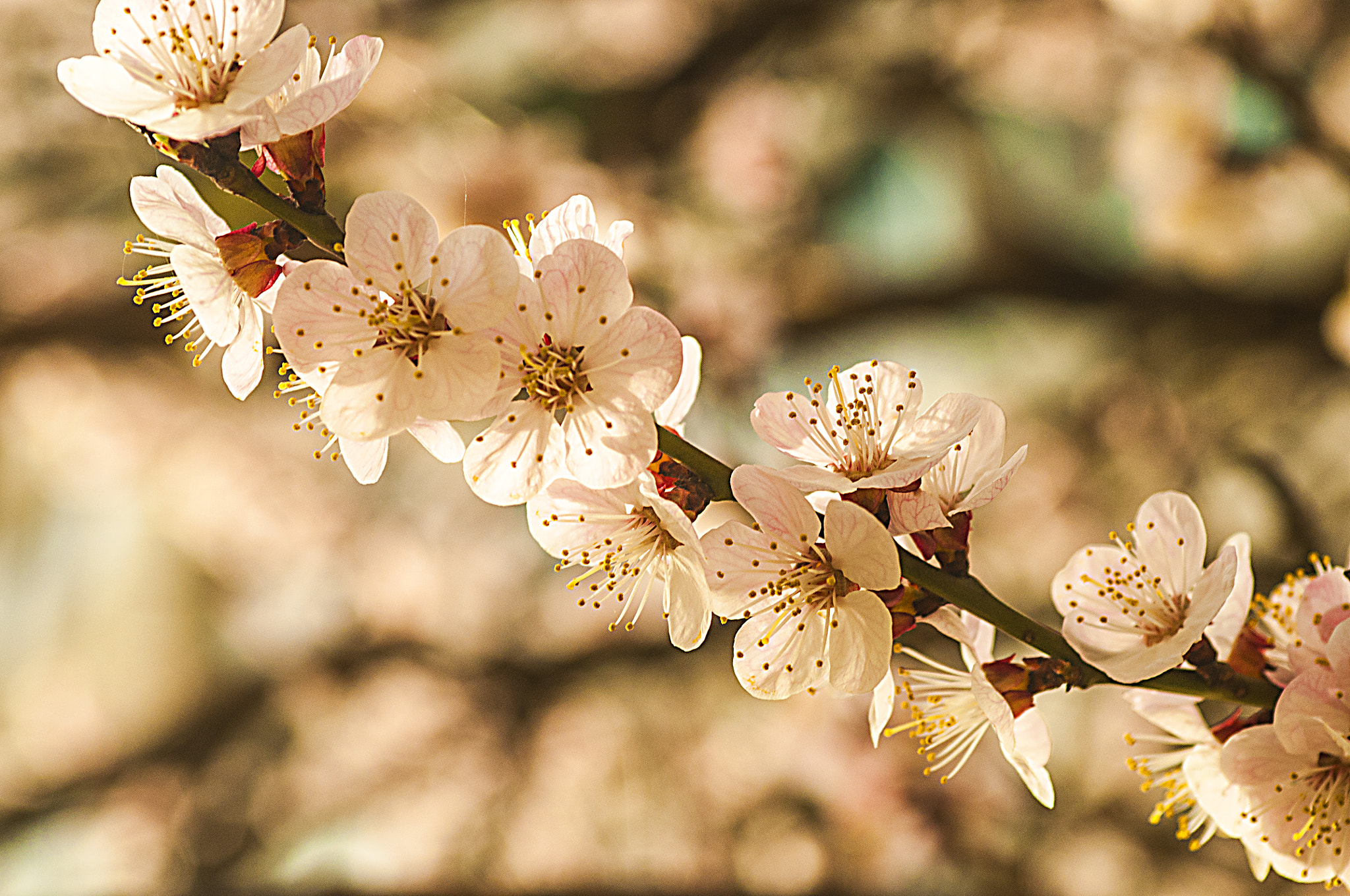 Nikon D300 sample photo. Сherry blossoms photography