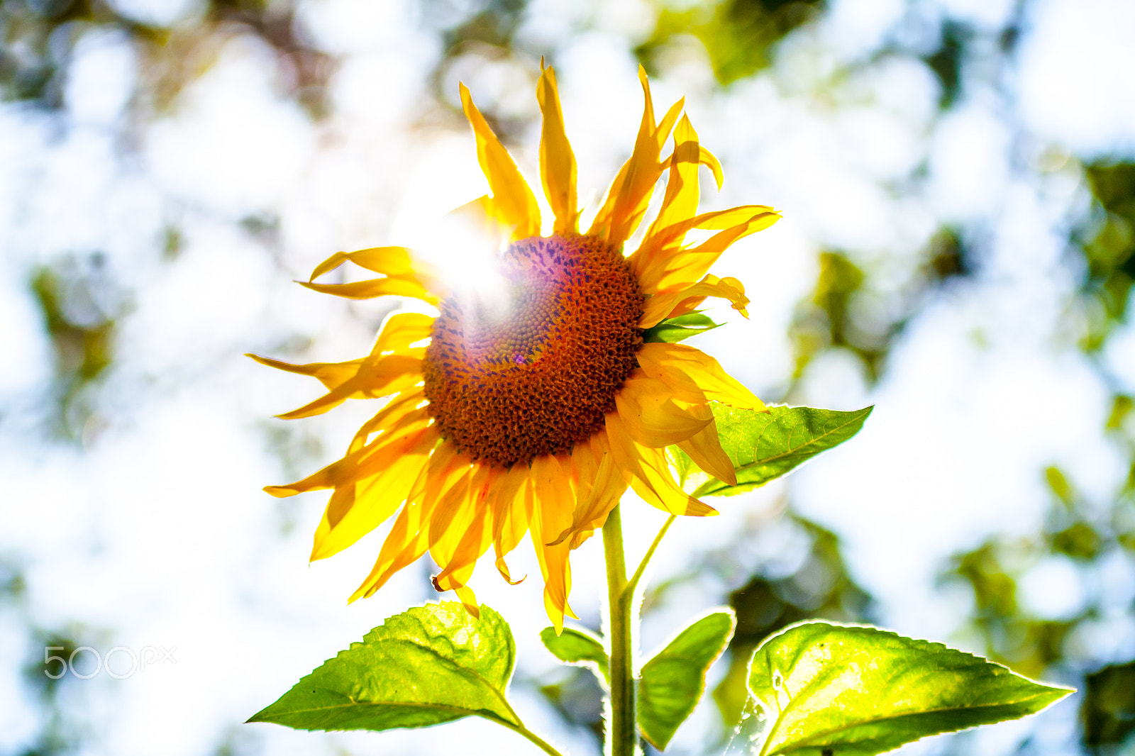 Sigma 70-200mm F2.8 EX DG OS HSM sample photo. Sunflower photography