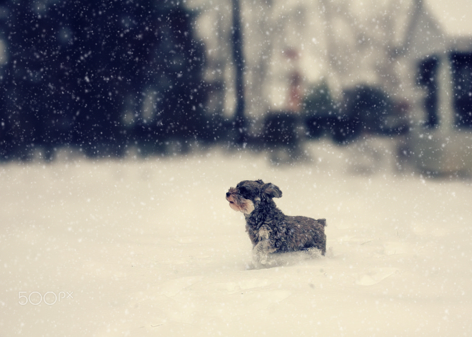 Canon EOS 5D sample photo. Prancing through the snow photography