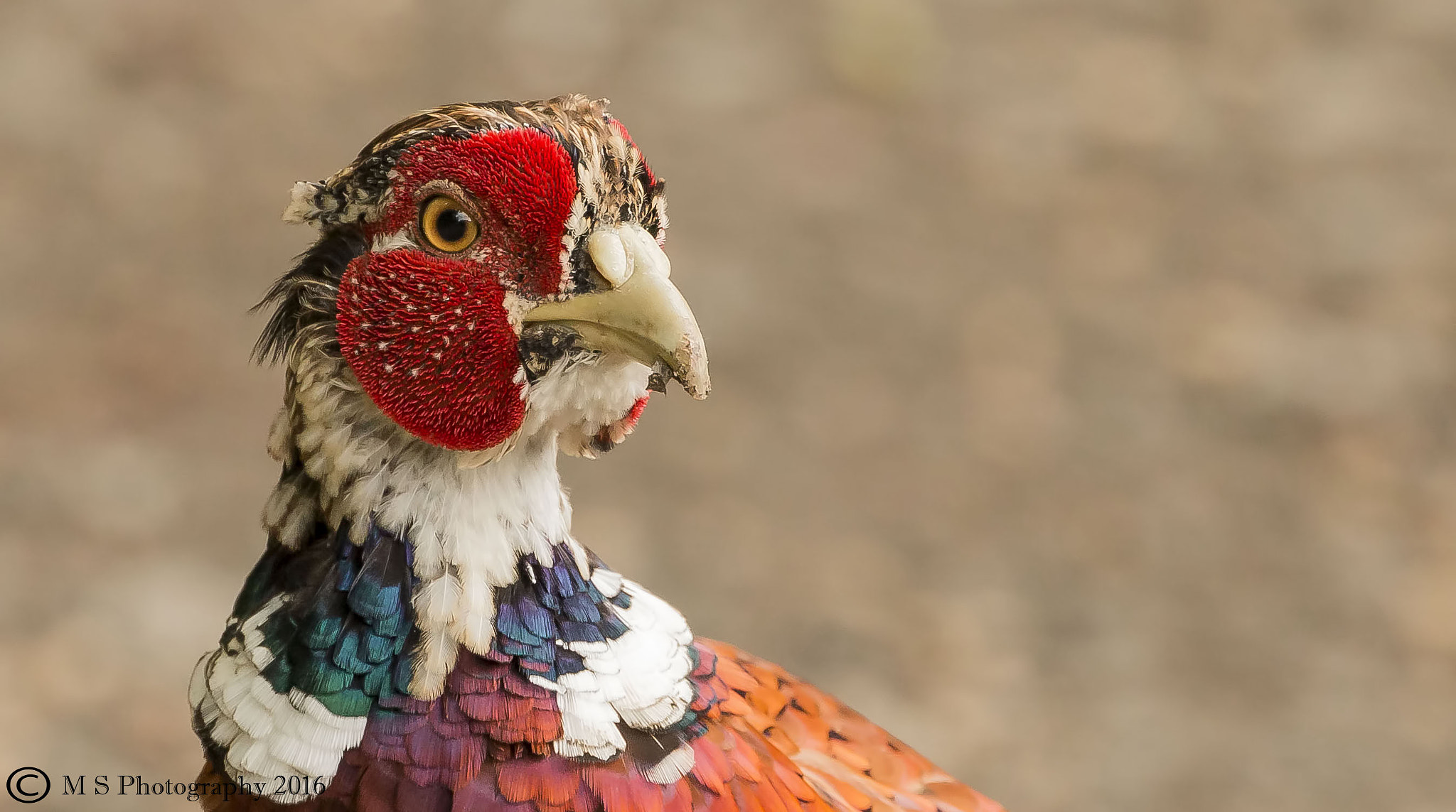 Canon EF 70-300mm F4-5.6L IS USM sample photo. Pheasant, in the moult photography