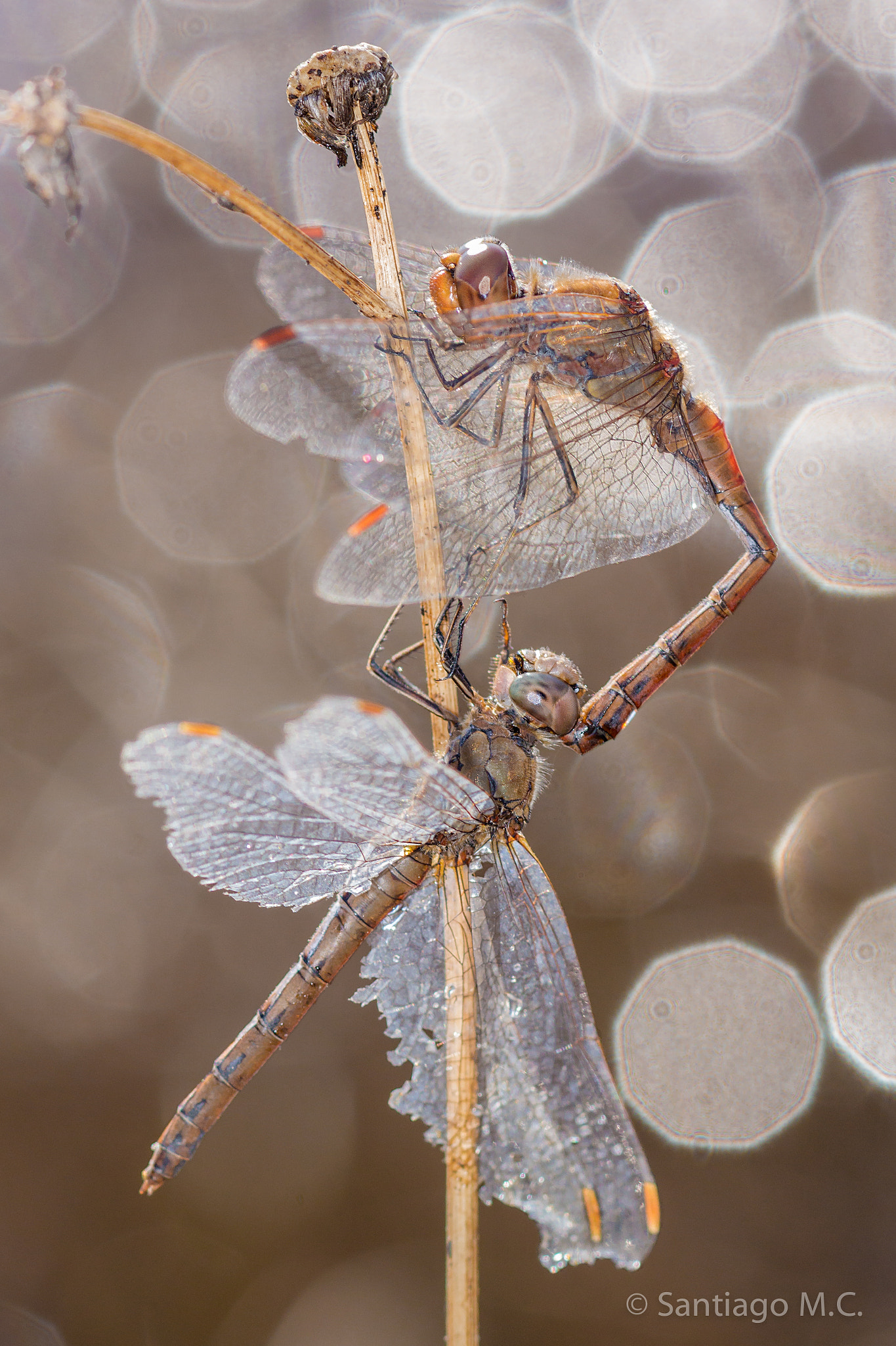 Sony SLT-A77 sample photo. (17-01-07) - sympetrum striolatum photography