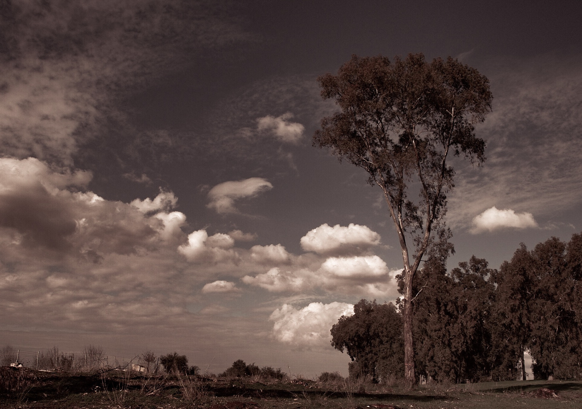 Sigma DP1 sample photo. That bizarre eucalyptus tree dream photography
