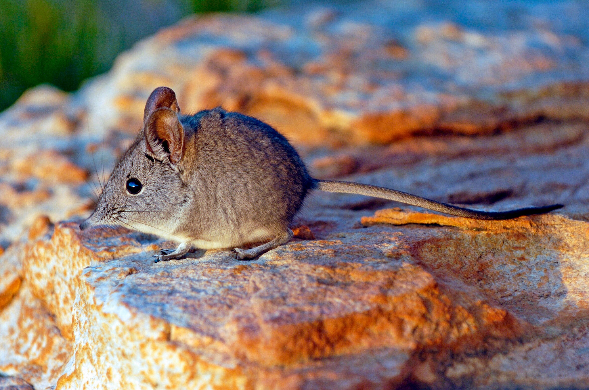 Nikon D2H sample photo. Elephant shrew photography