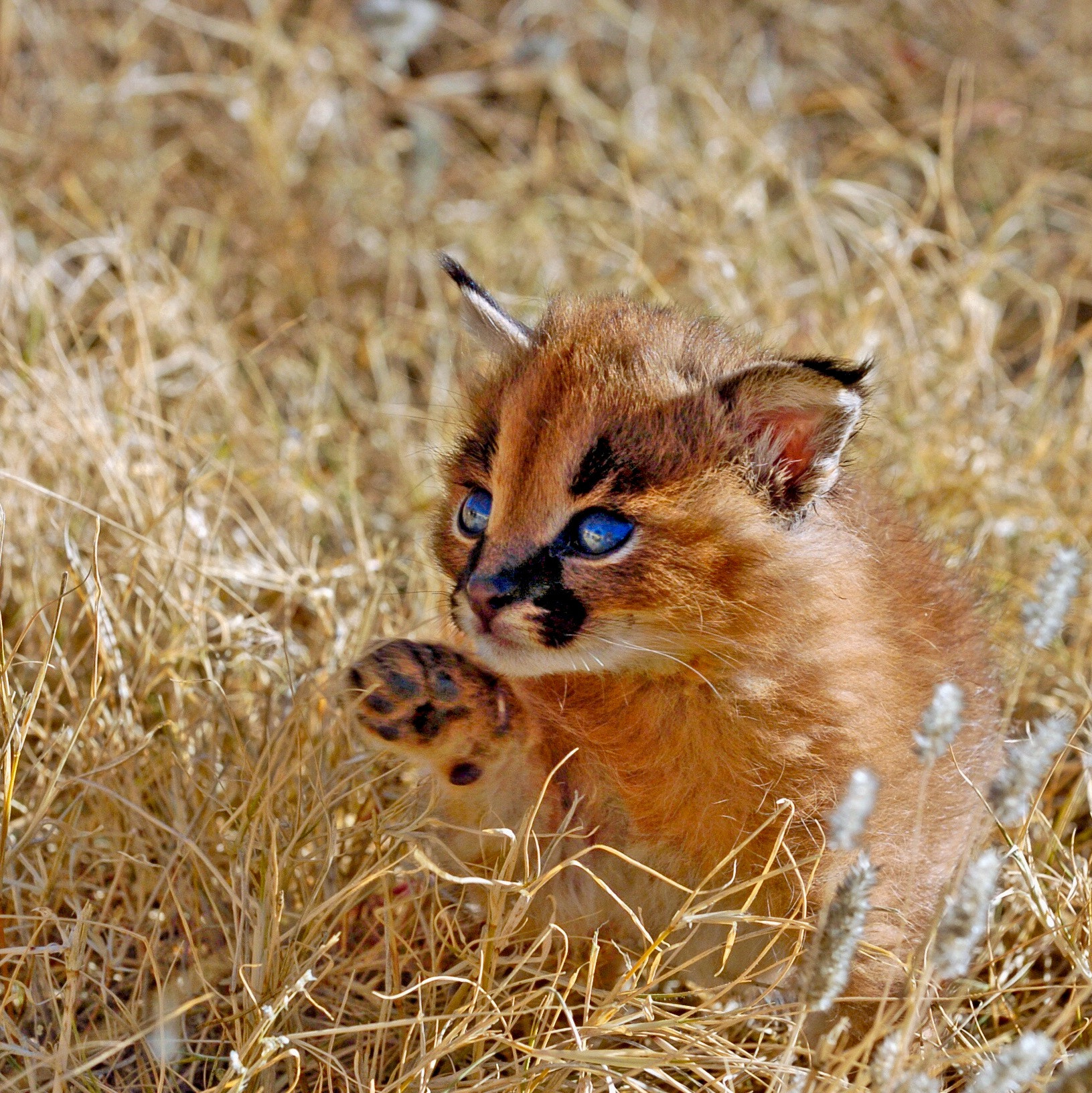 Nikon D2H sample photo. Caracal kitten photography