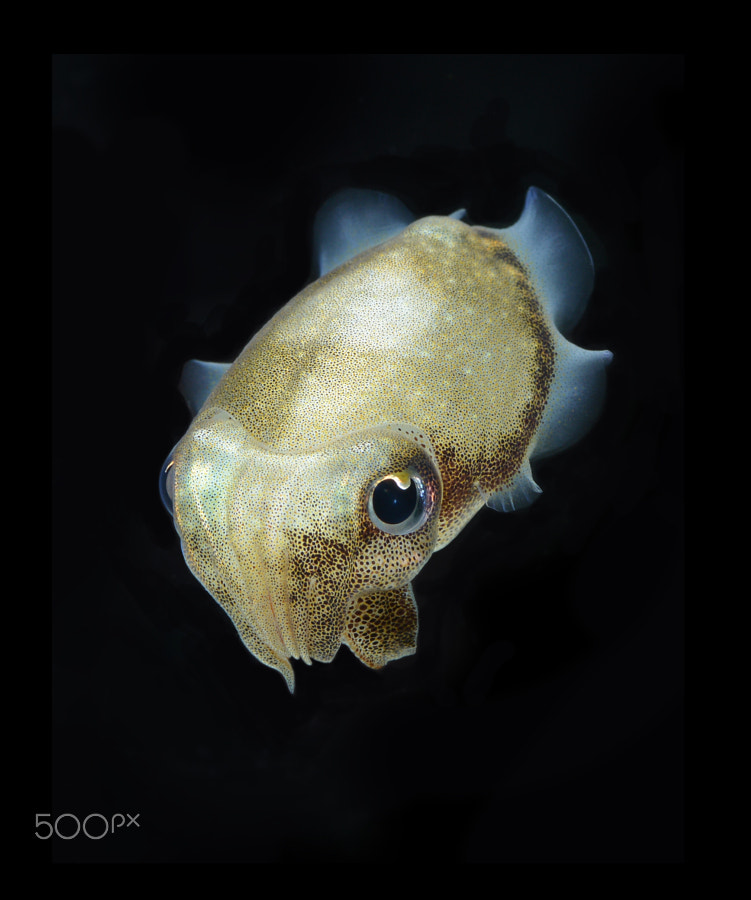 cuttlefish by visarute angkatavanich / 500px