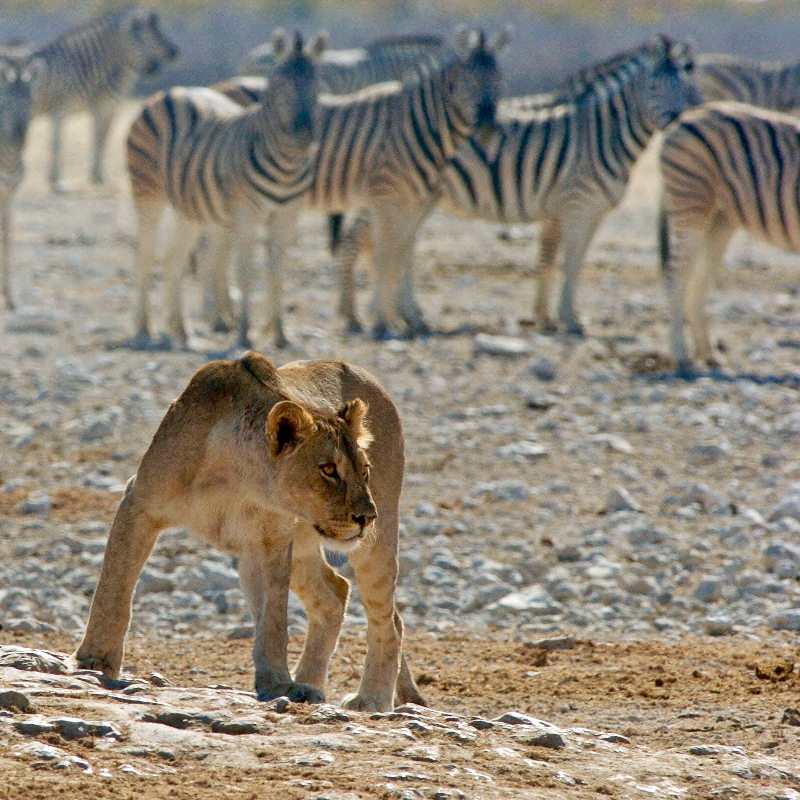 Nikon D2H sample photo. Etosha - namibia photography