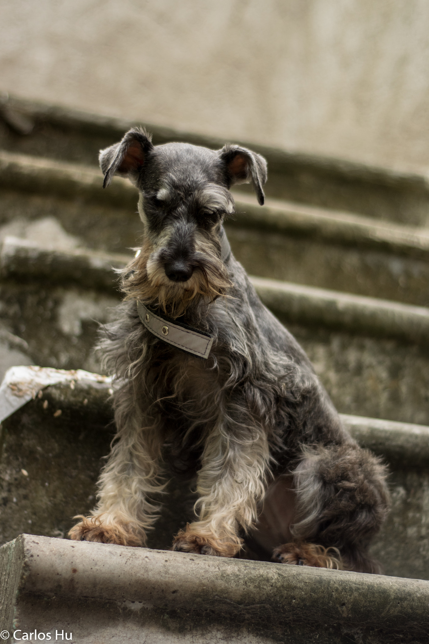 Nikon D5300 + Nikon AF Nikkor 50mm F1.8D sample photo. Pet model  photography