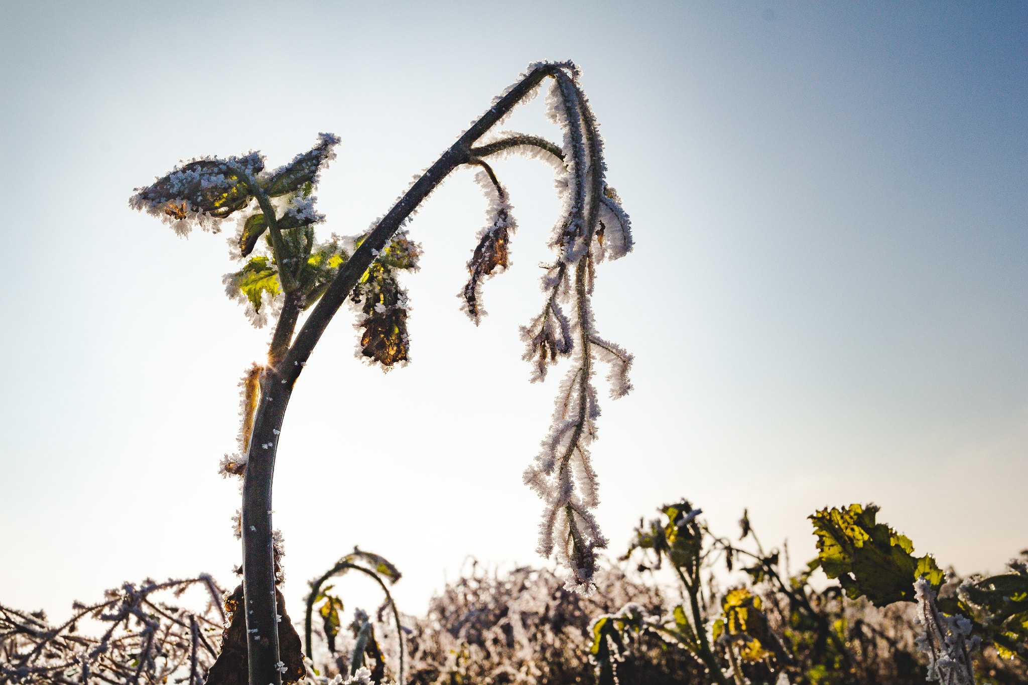 Canon EOS 700D (EOS Rebel T5i / EOS Kiss X7i) + Canon EF 17-40mm F4L USM sample photo. Winterspaziergang photography