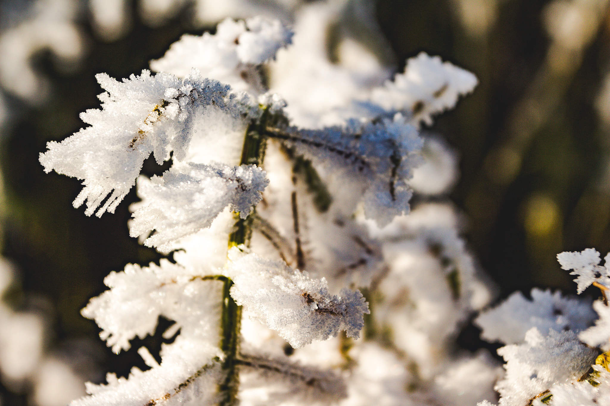 Canon EOS 700D (EOS Rebel T5i / EOS Kiss X7i) + Canon EF 17-40mm F4L USM sample photo. Winterspaziergang photography