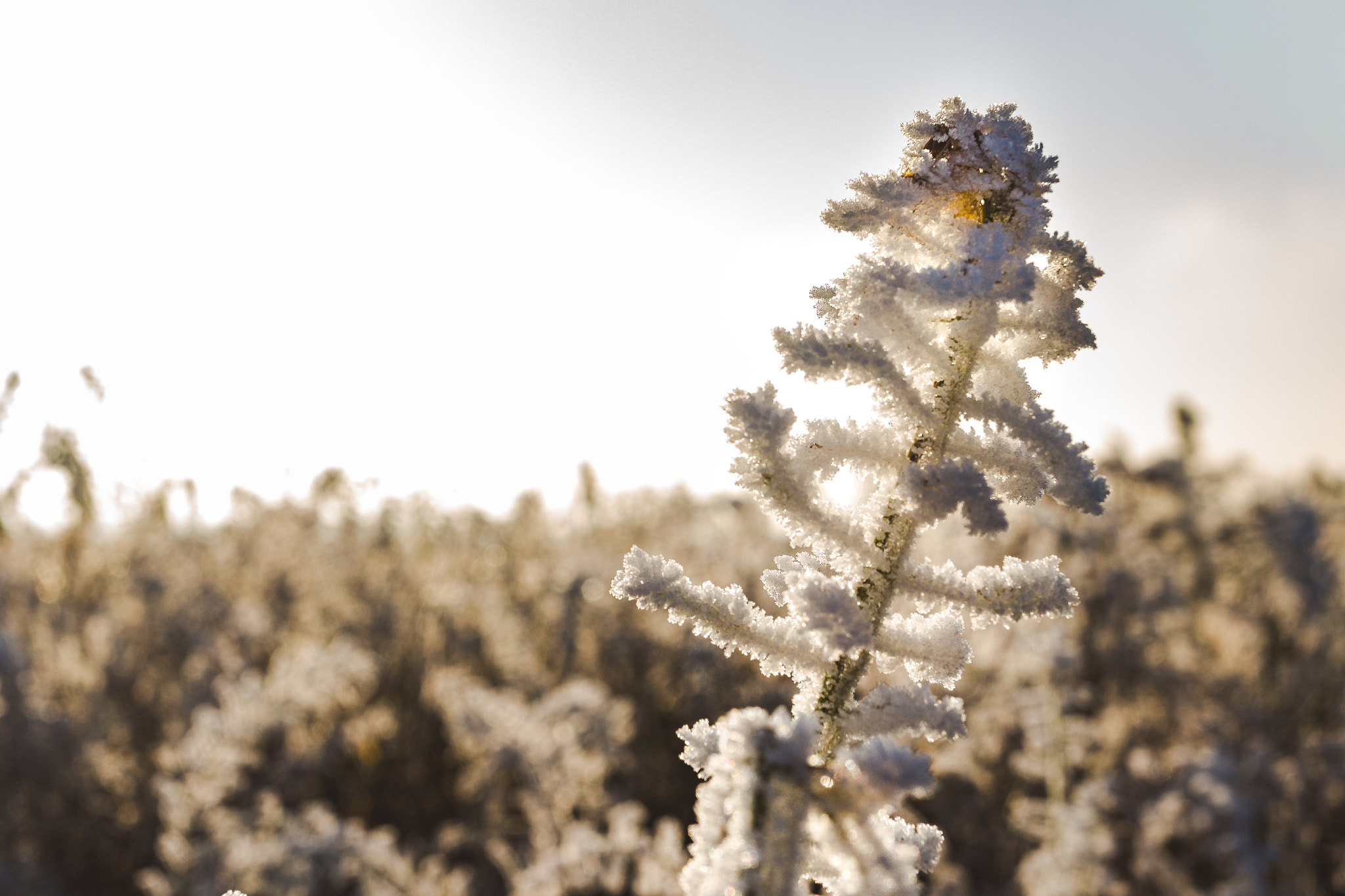 Canon EOS 700D (EOS Rebel T5i / EOS Kiss X7i) + Canon EF 17-40mm F4L USM sample photo. Winterspaziergang photography