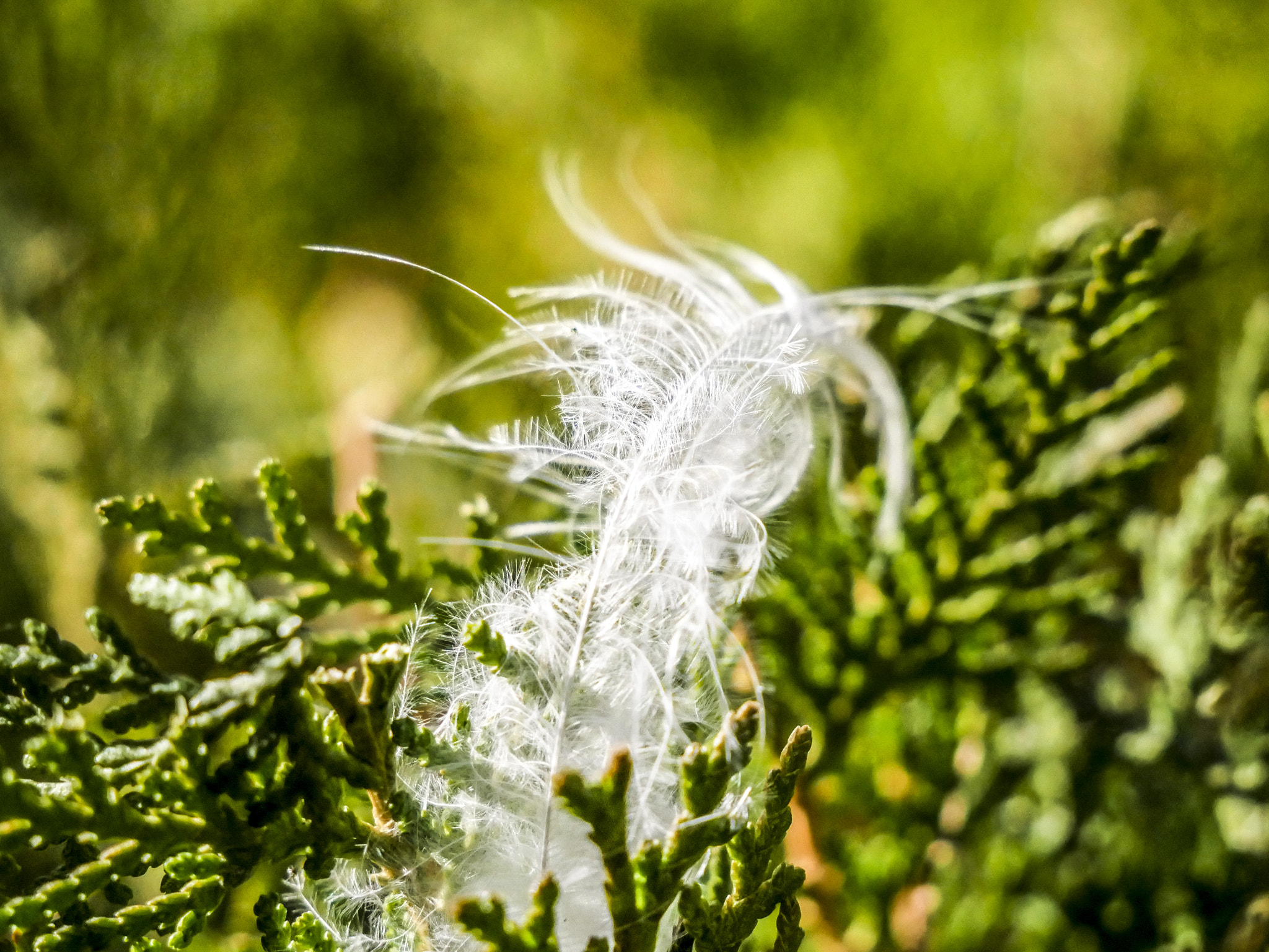 Panasonic Lumix DMC-G85 (Lumix DMC-G80) sample photo. The left feather photography