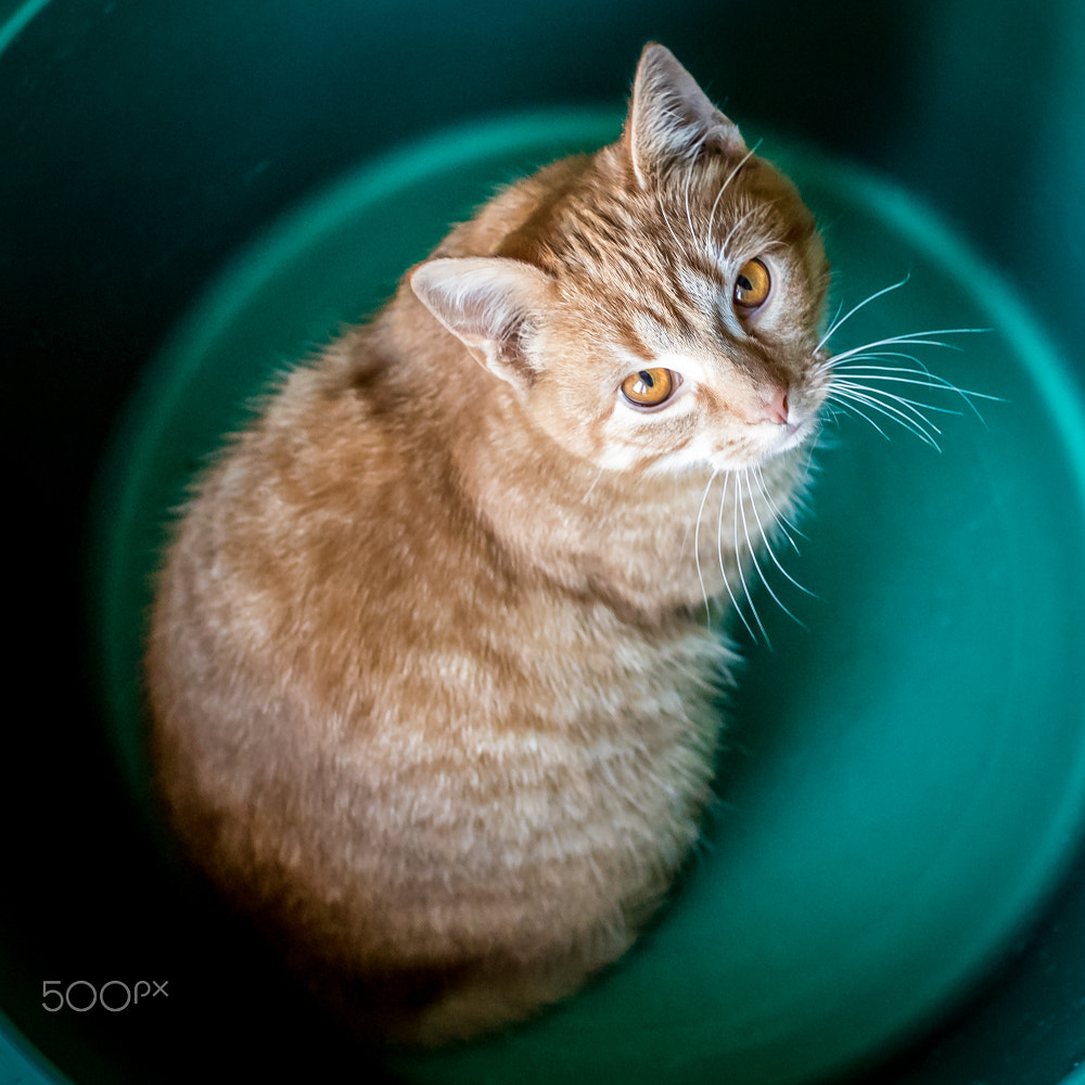 Canon EOS 7D Mark II + Sigma 30mm F1.4 EX DC HSM sample photo. A cat photography