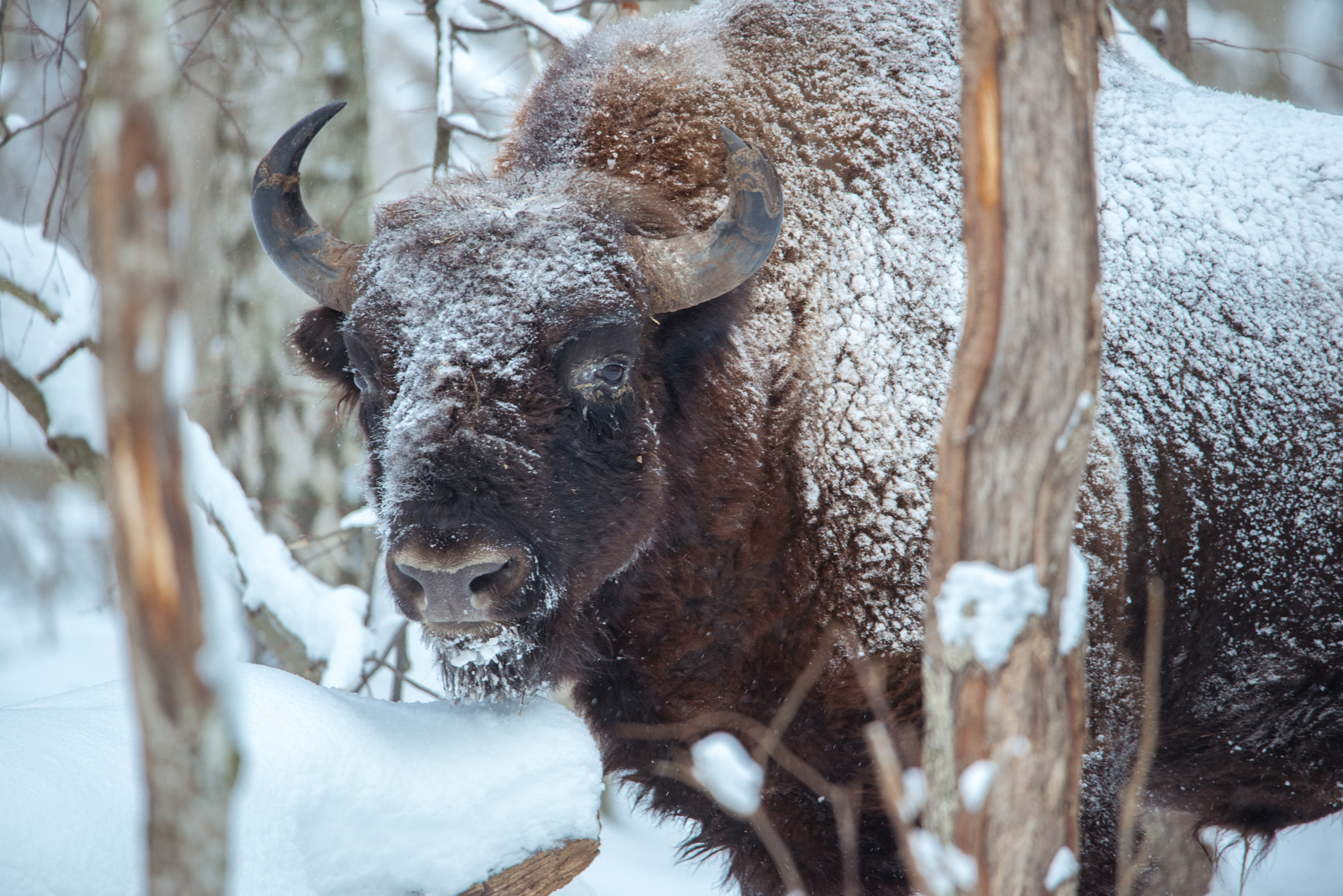 Nikon D800 + Sigma 50mm F2.8 EX DG Macro sample photo. The guardian of winter forest photography