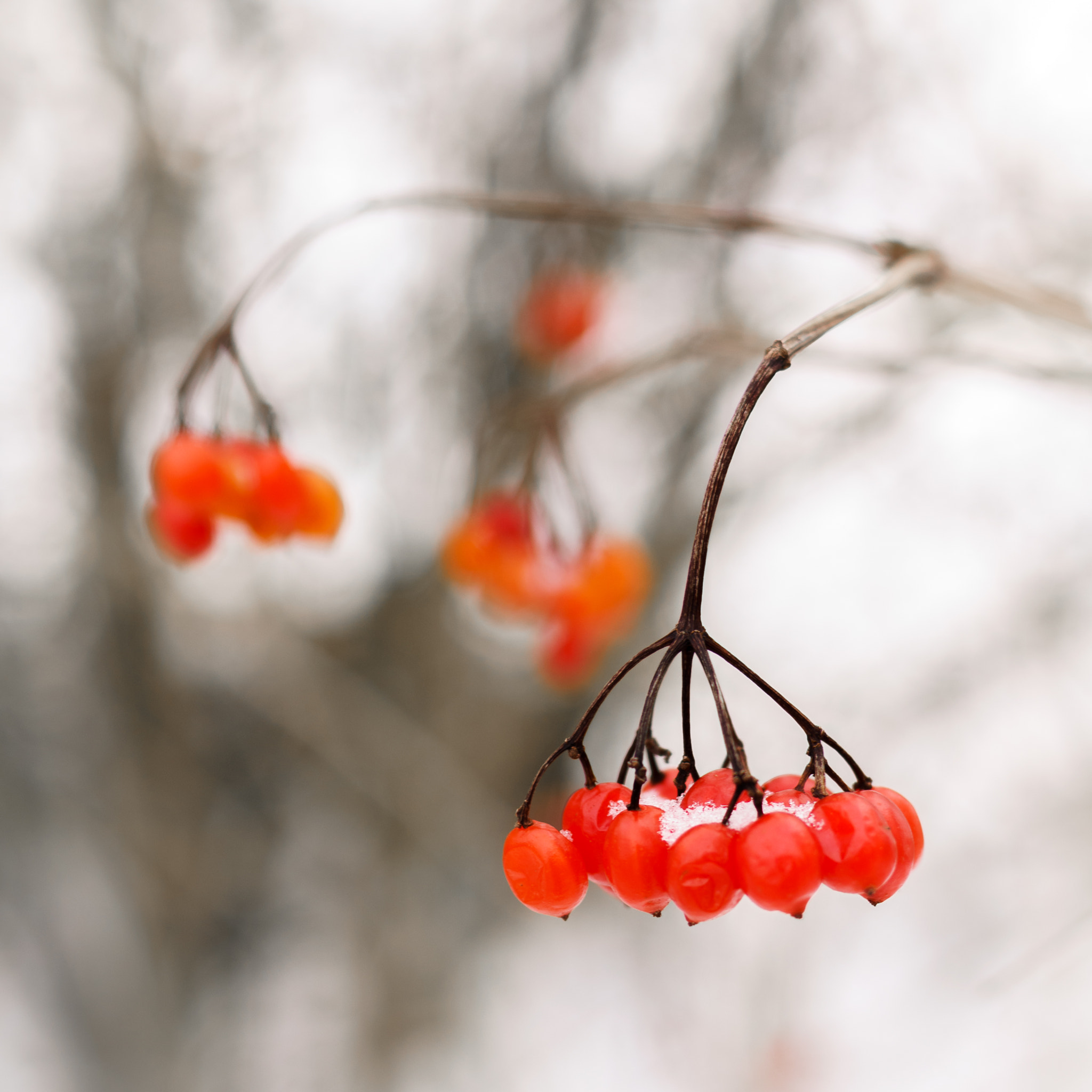 Sony SLT-A57 sample photo. Winter is not only white color photography