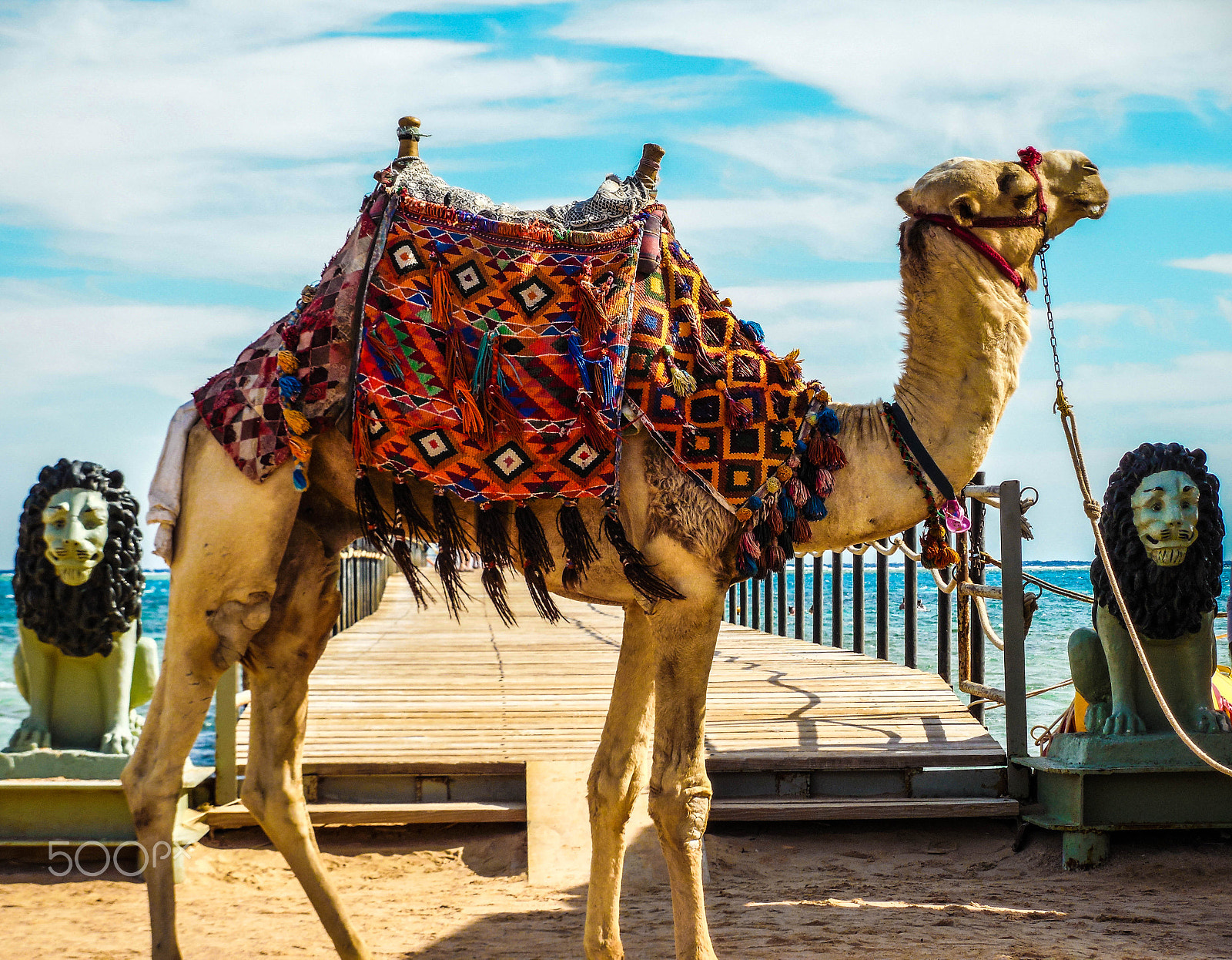 Nikon COOLPIX L620 sample photo. Camel on the beach photography