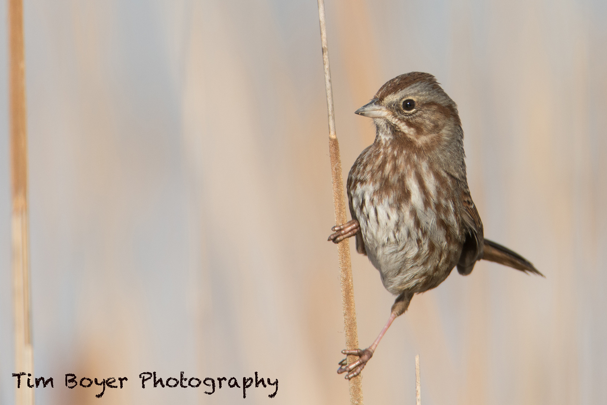 Canon EF 600mm F4L IS USM sample photo. Song sparrow photography