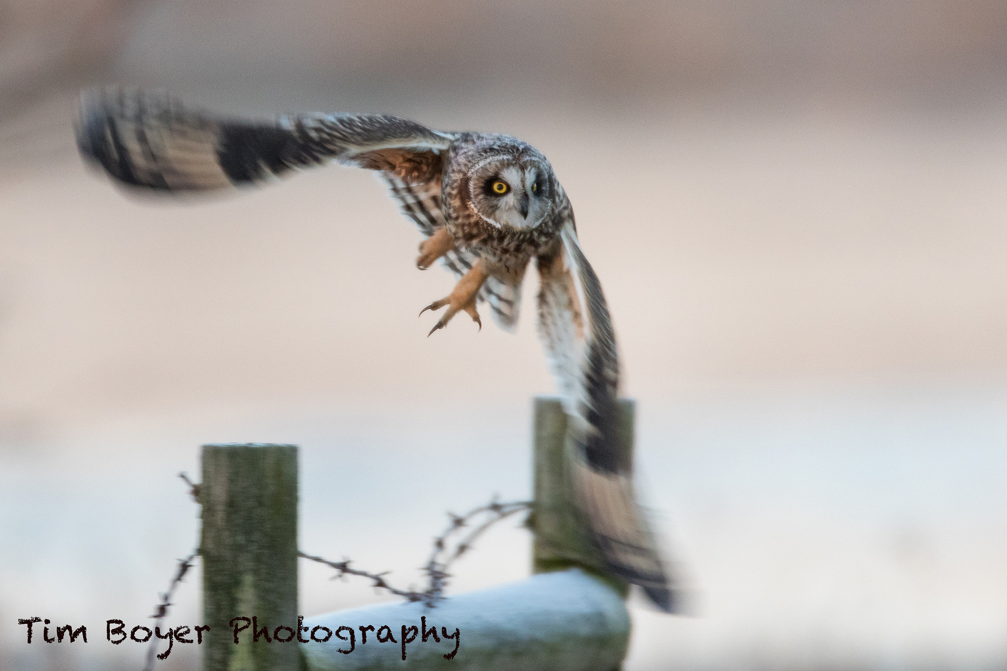 Canon EF 600mm F4L IS USM sample photo. Taking flight photography