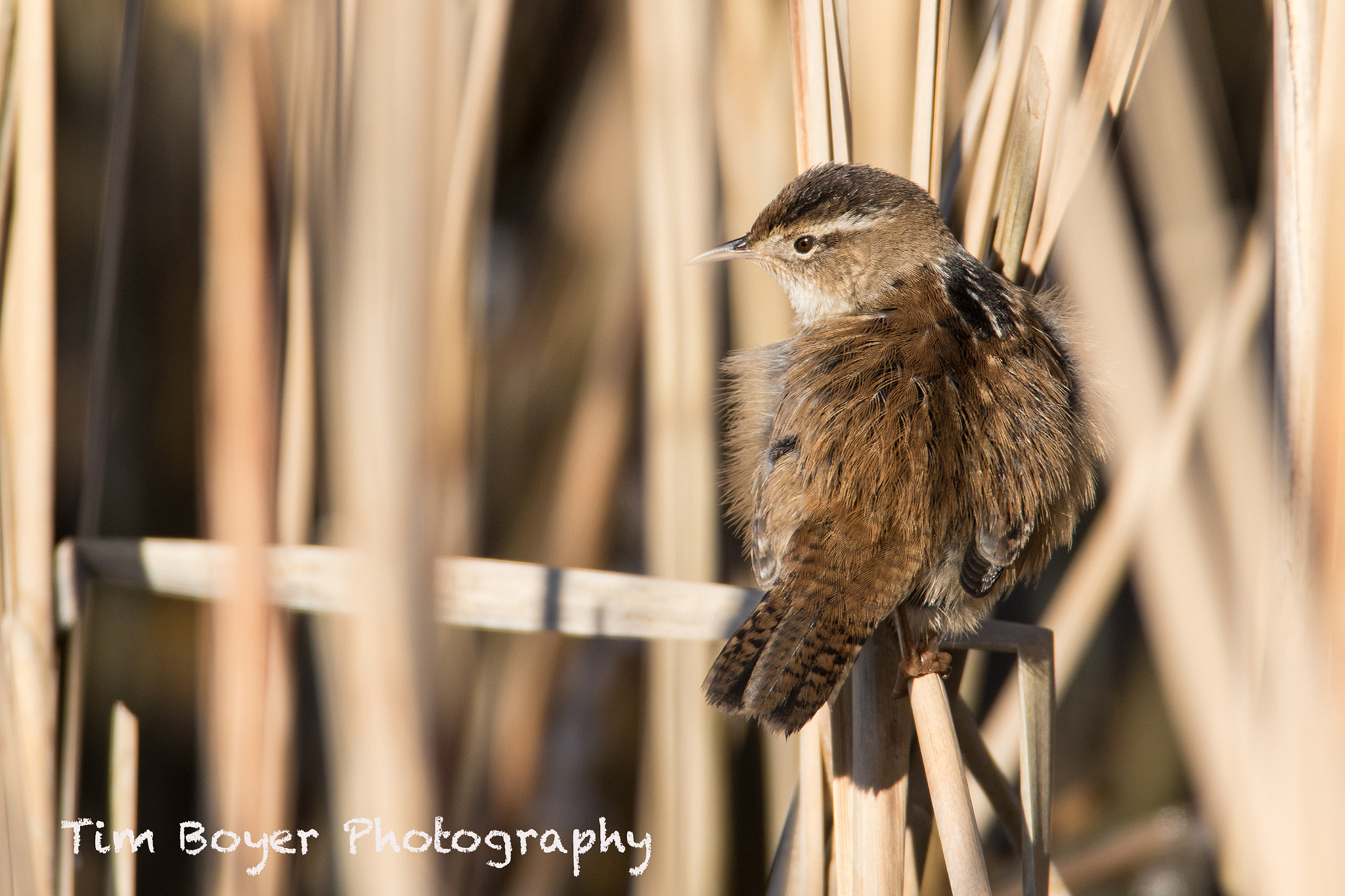 Canon EF 600mm F4L IS USM sample photo. Marsh wren sunning photography