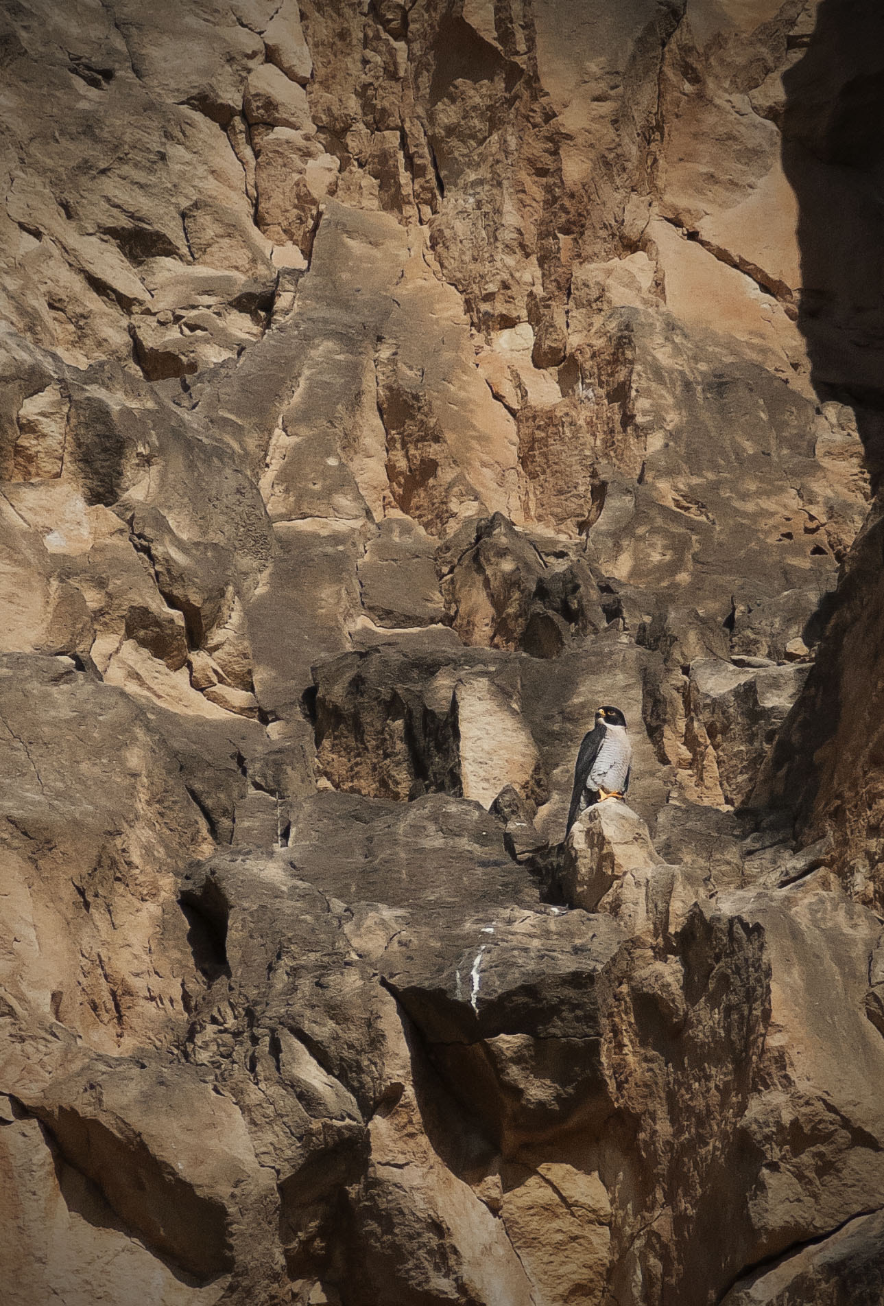Nikon D300 sample photo. Falco peregrinus photography