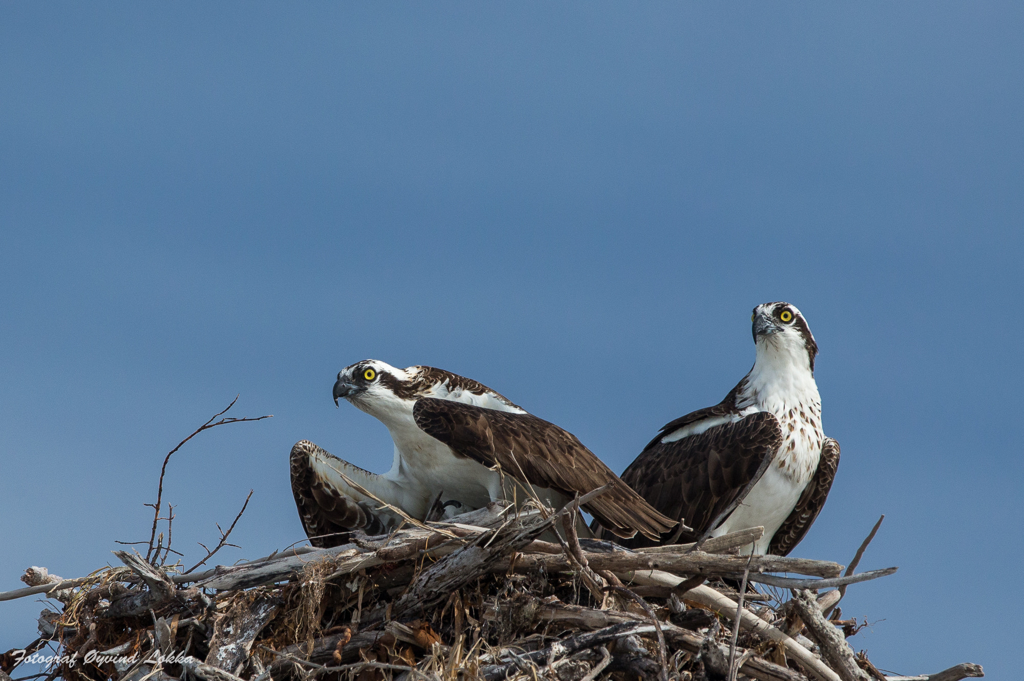 Canon EF 70-200mm F2.8L IS II USM sample photo. Osprey photography