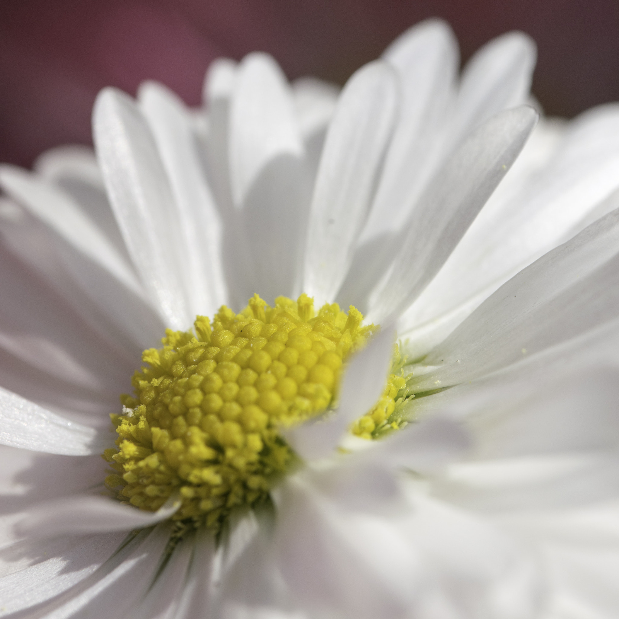 Sigma 105mm F2.8 EX DG OS HSM sample photo. Macro photography